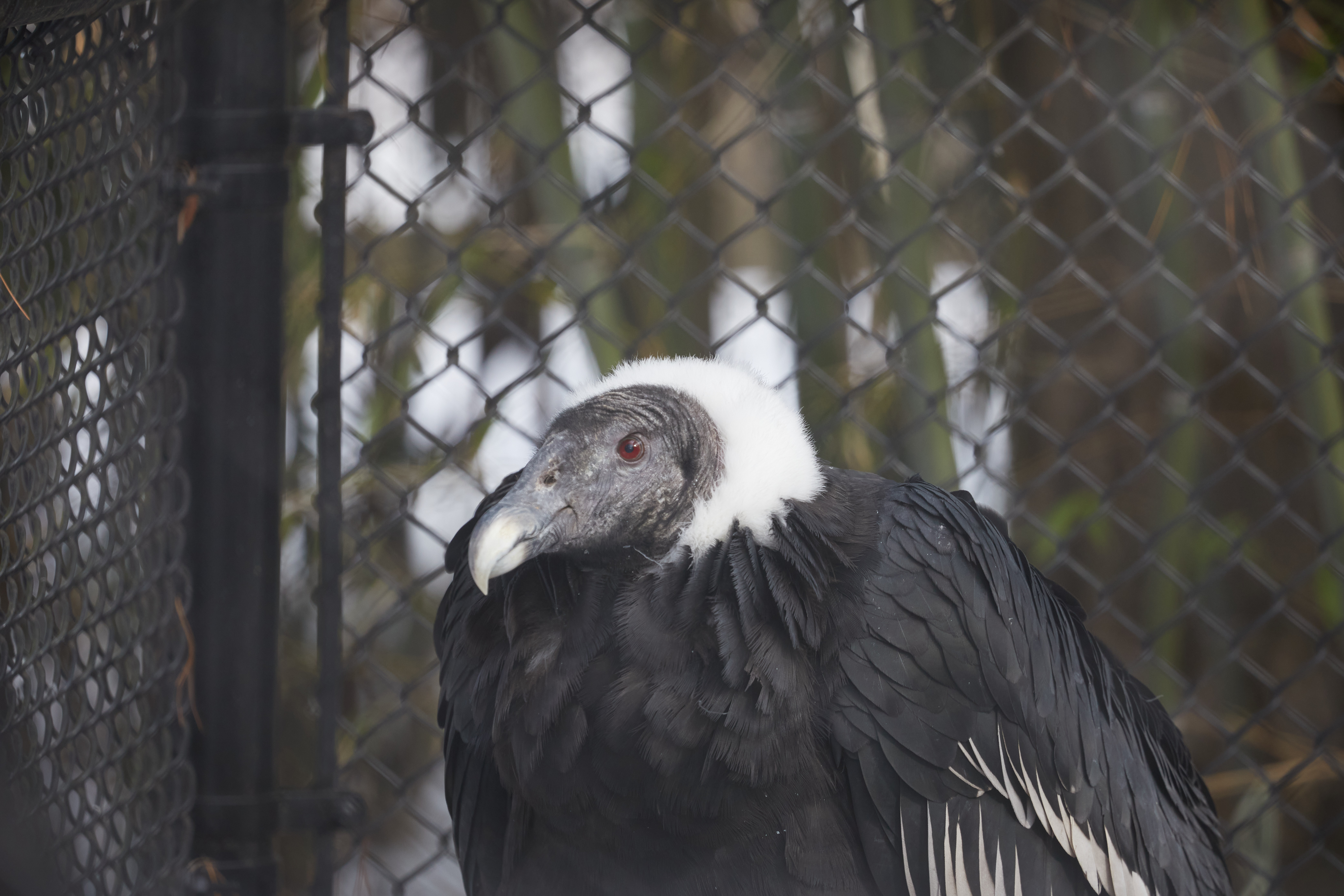 Andean Condor.  