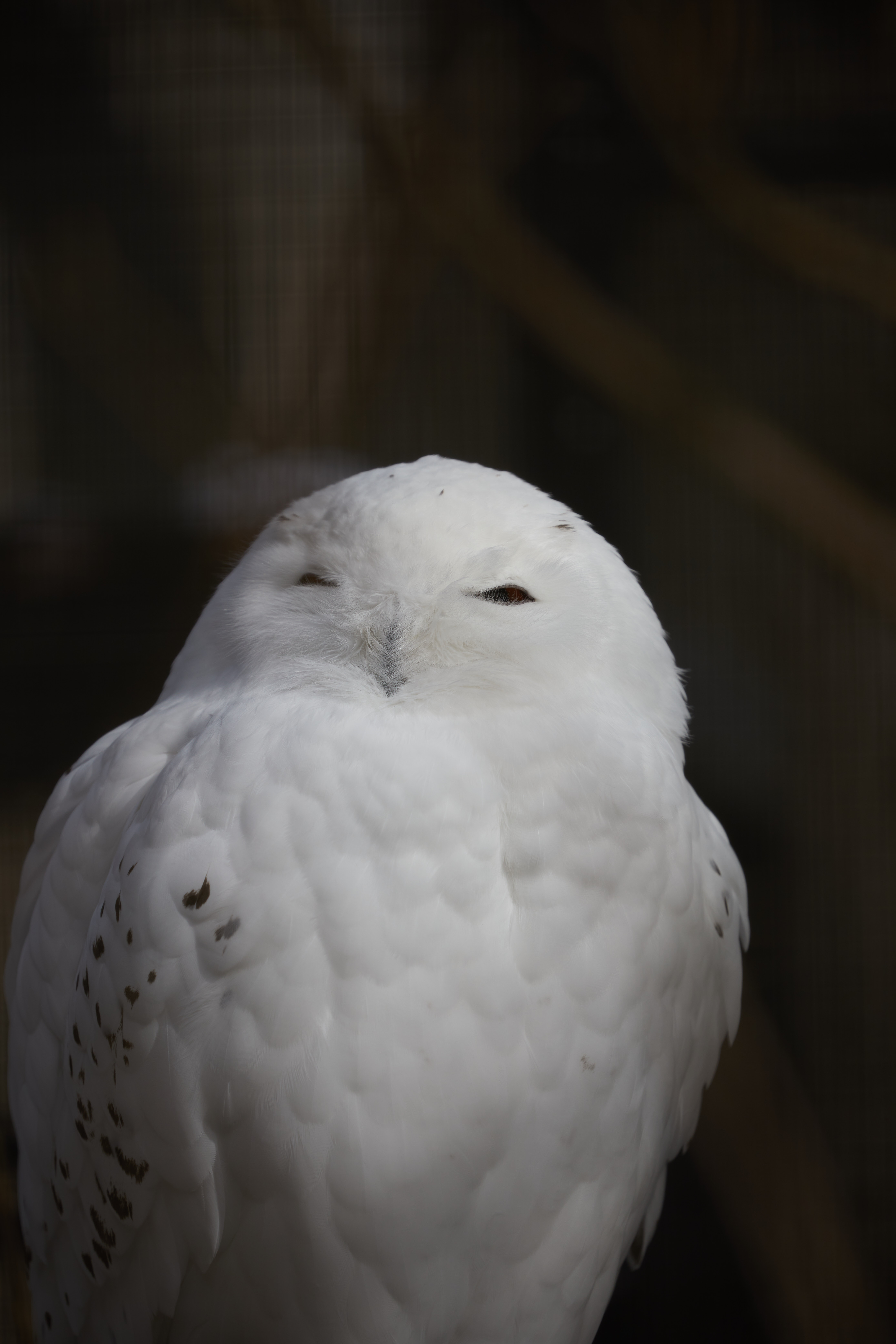 Snowy owl