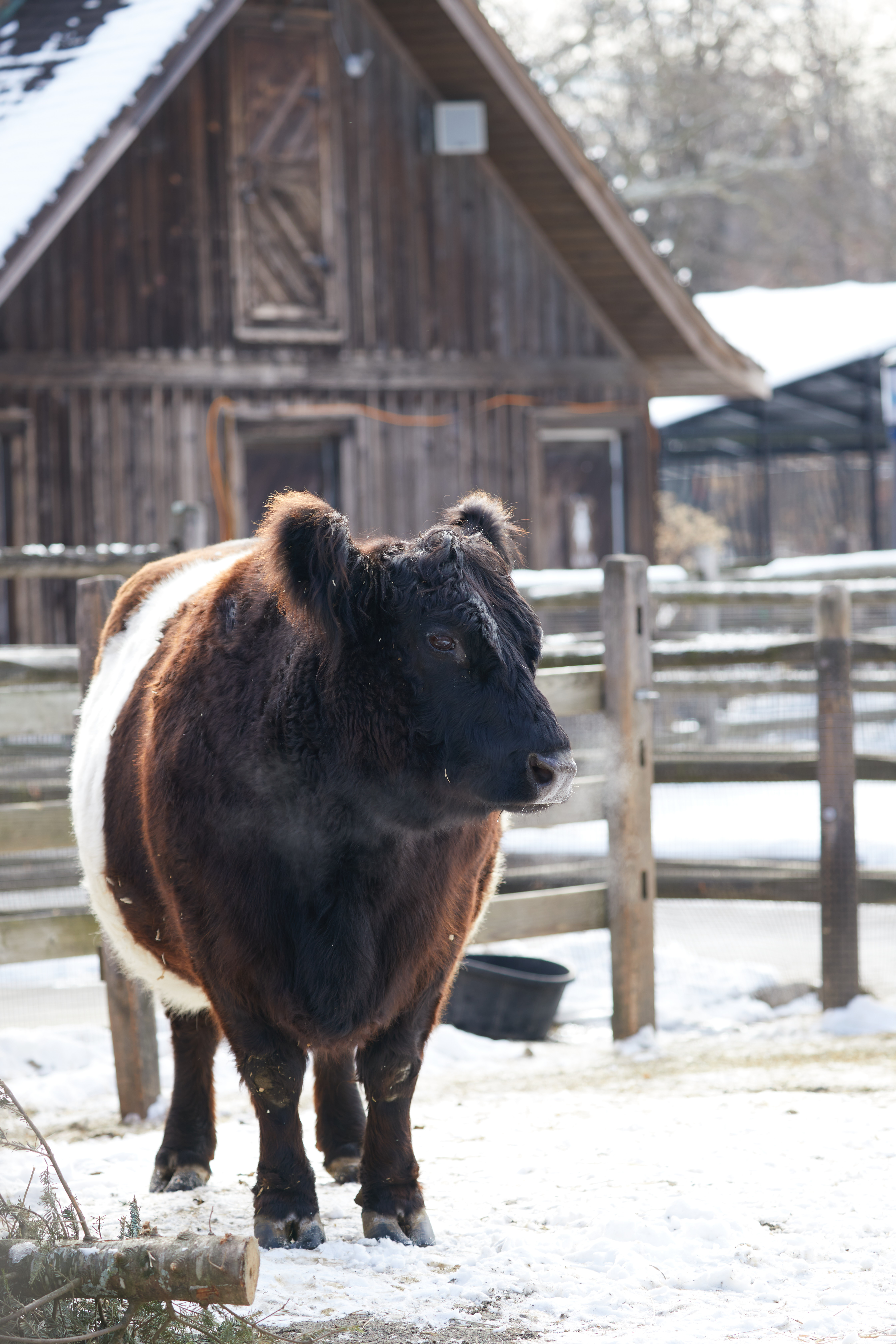 Belted galloway cow. 