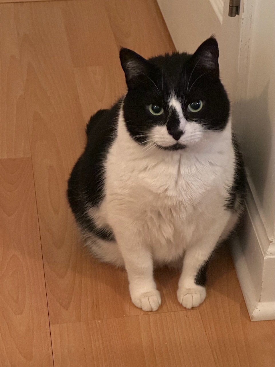 Black and white tuxedo cat sitting on wooden floor. 