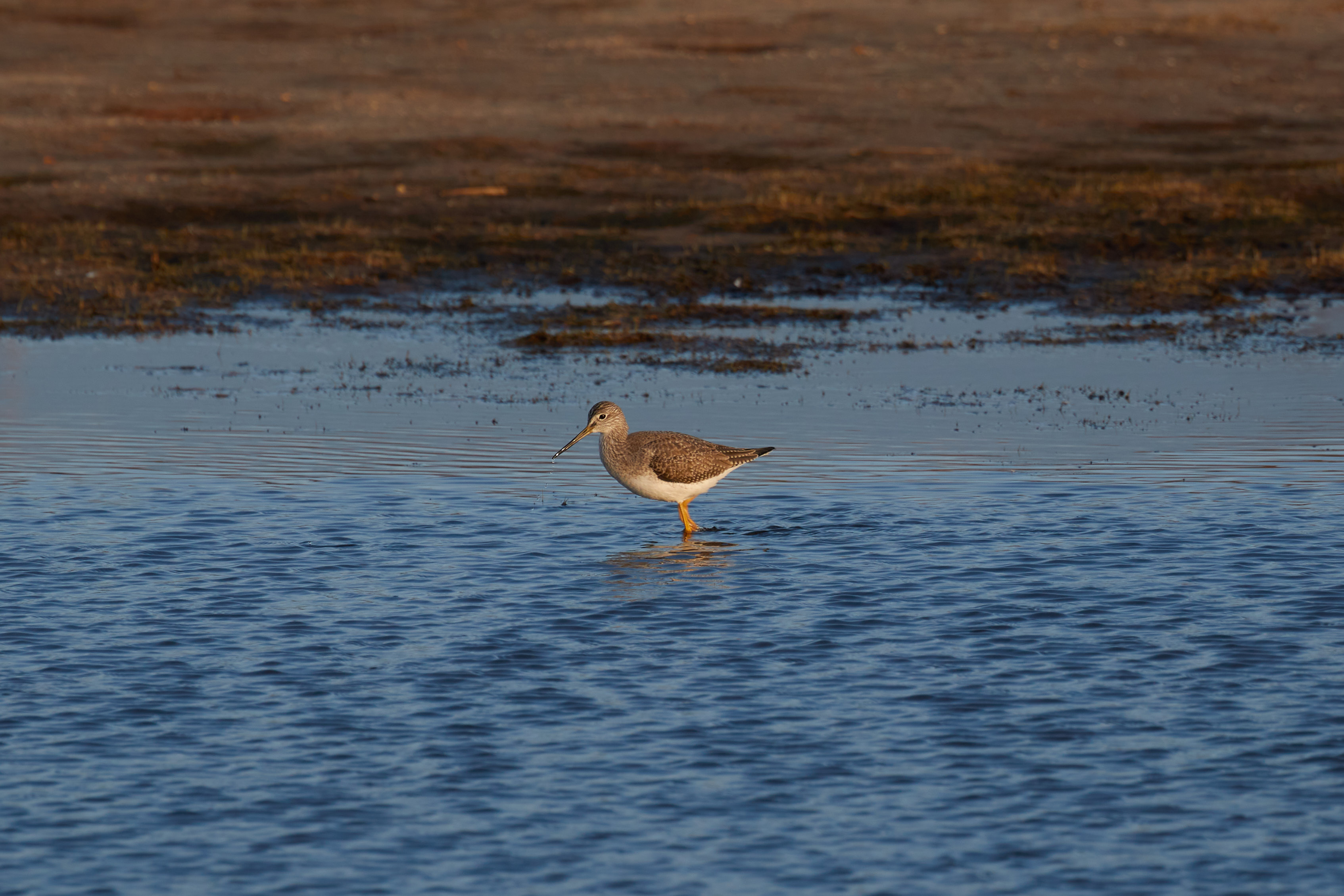 Gray bird in wetland marsh. 