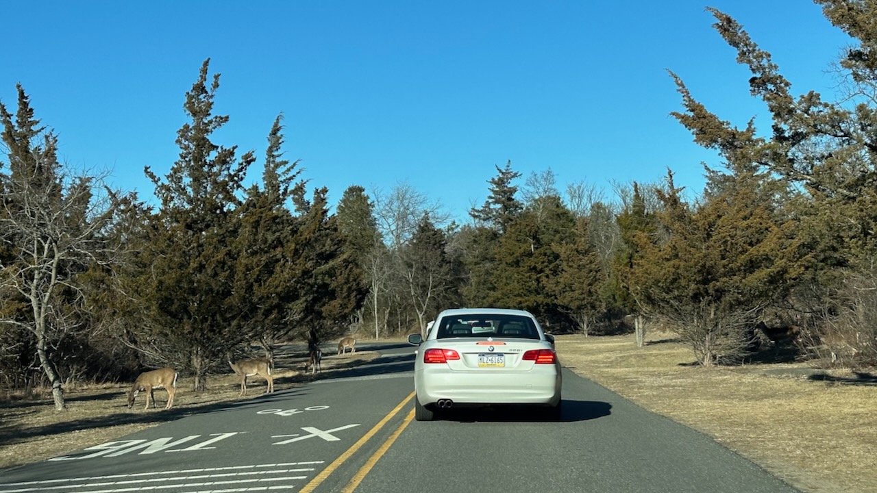 White car on two-lane road. Deer are on both sides of road, grazing. 