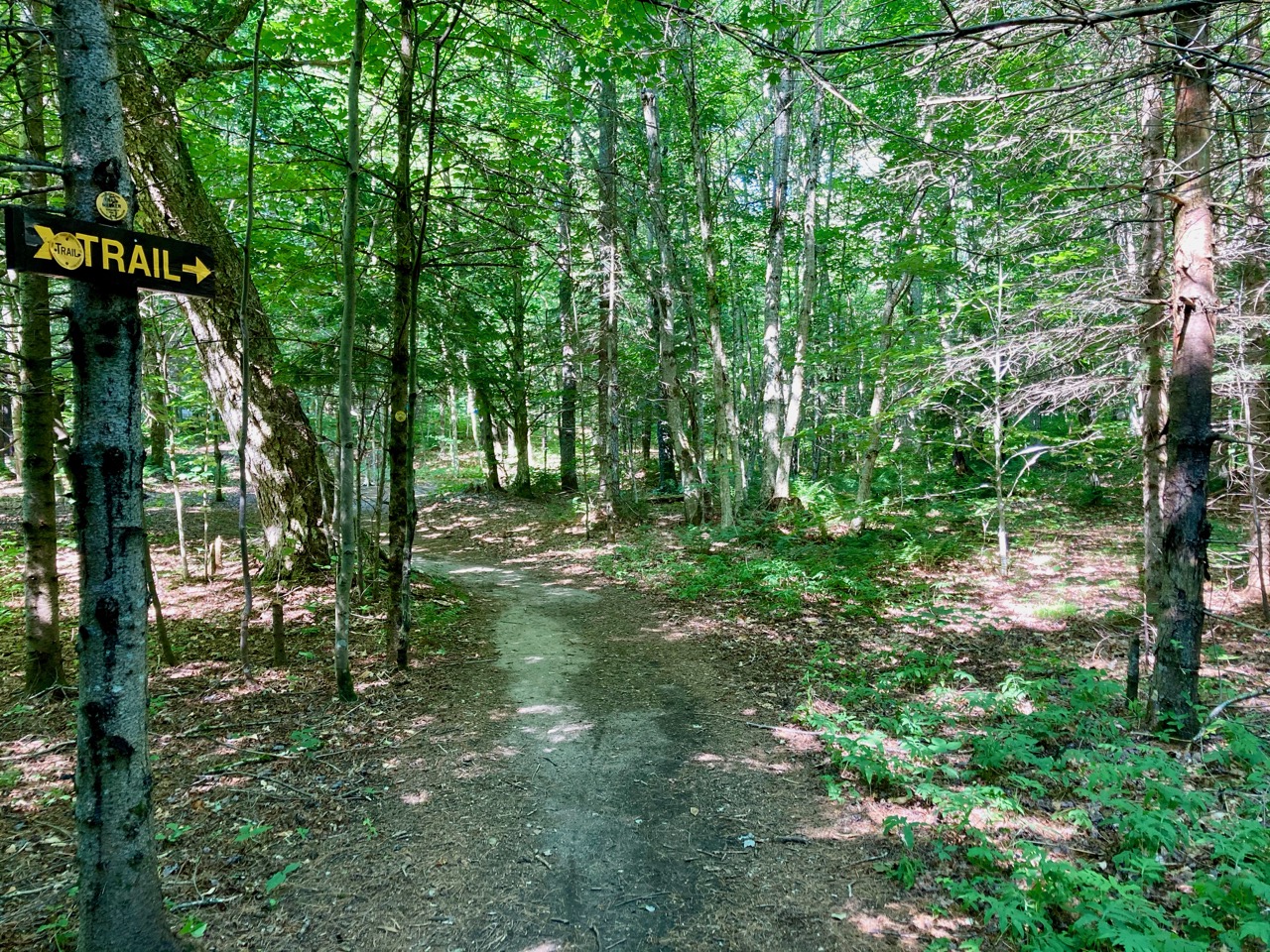 Hiking trail through forest. A sign on tree on left says TRAIL.