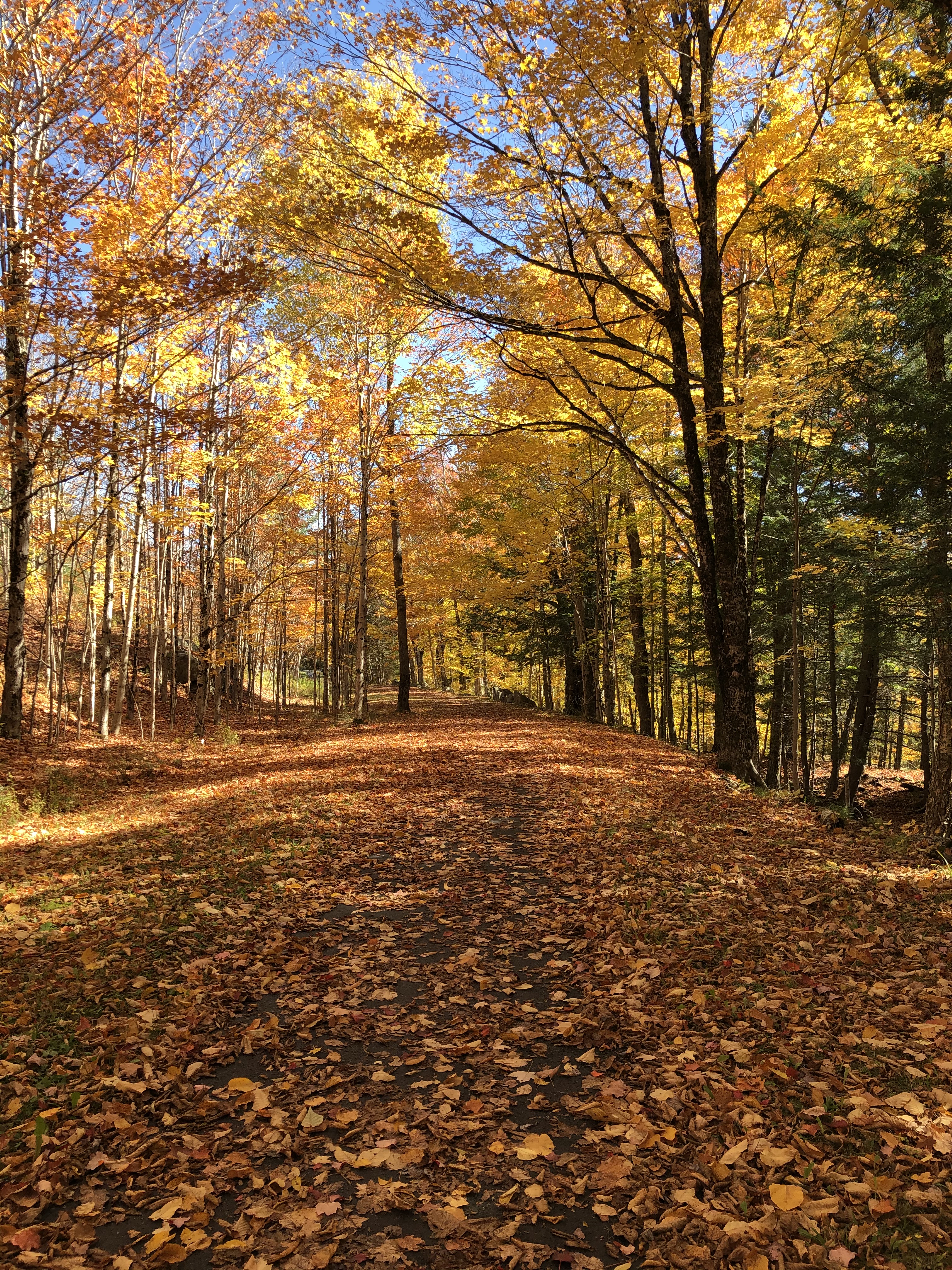 Tree-lined path with leaves changing colors to red, yellow, and orange.