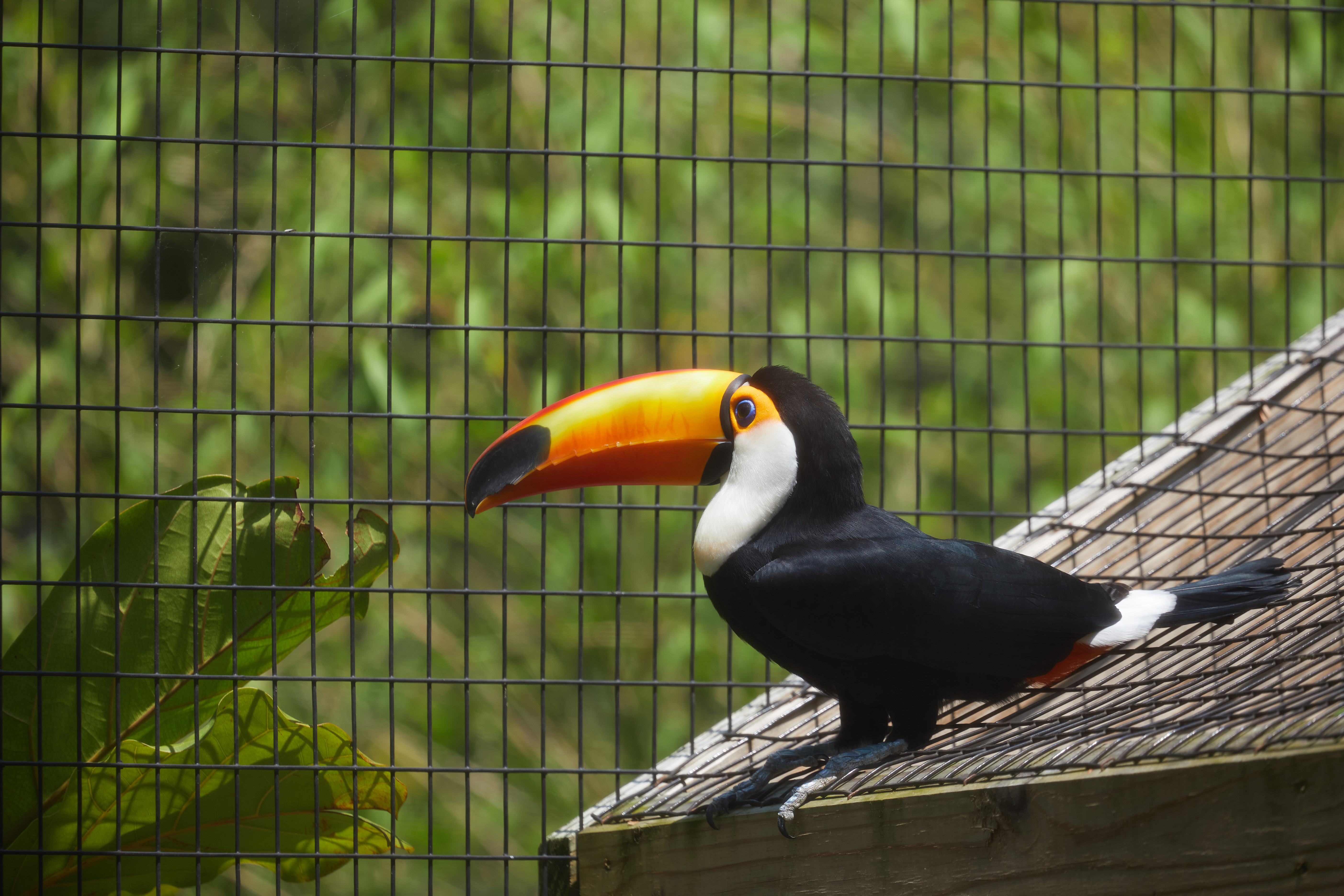 Toucan on roof shingle, with cage visible in background.