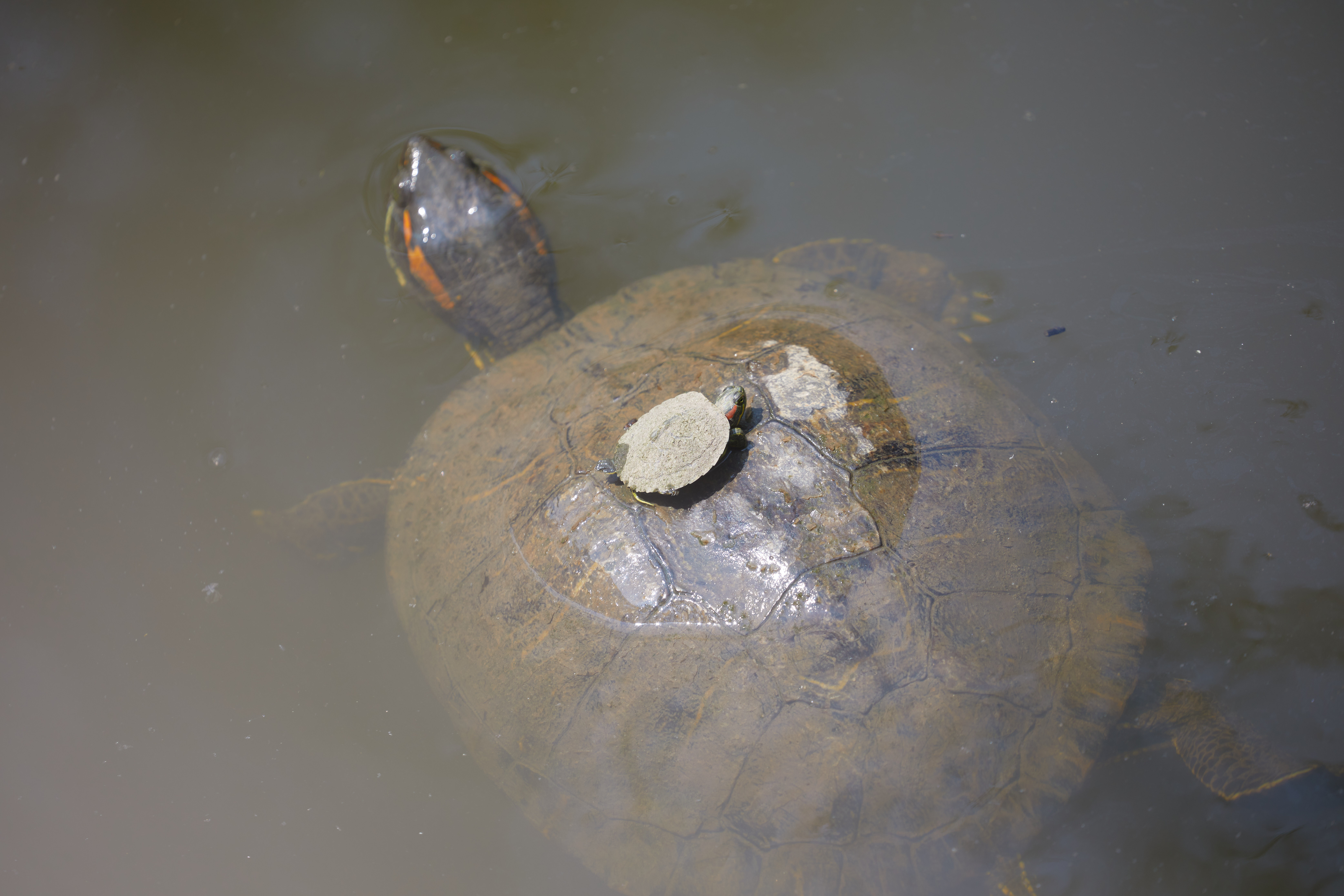 Baby turtle riding on back of mother turtle in pond. 