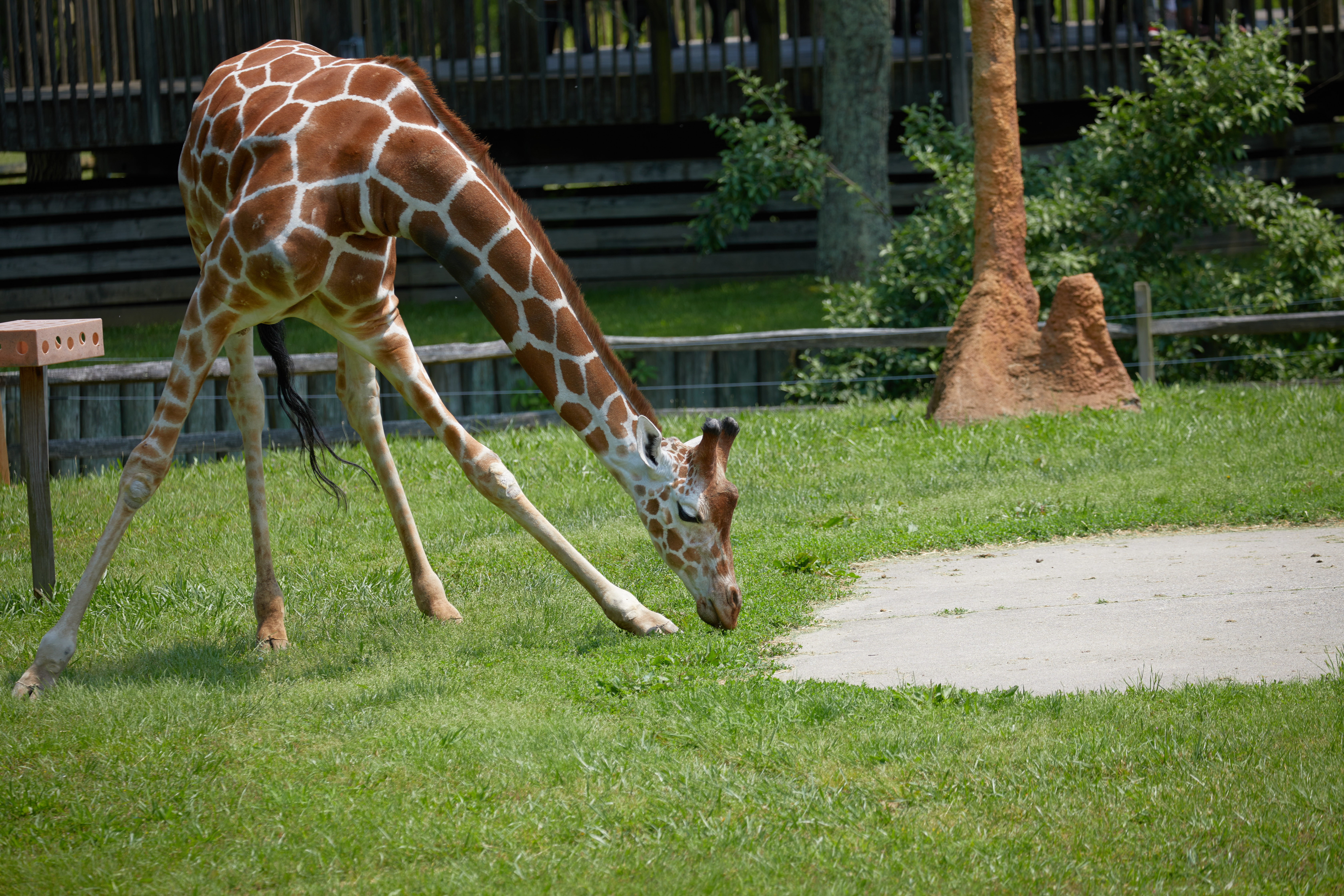 Giraffe leaning down to eat grass. 