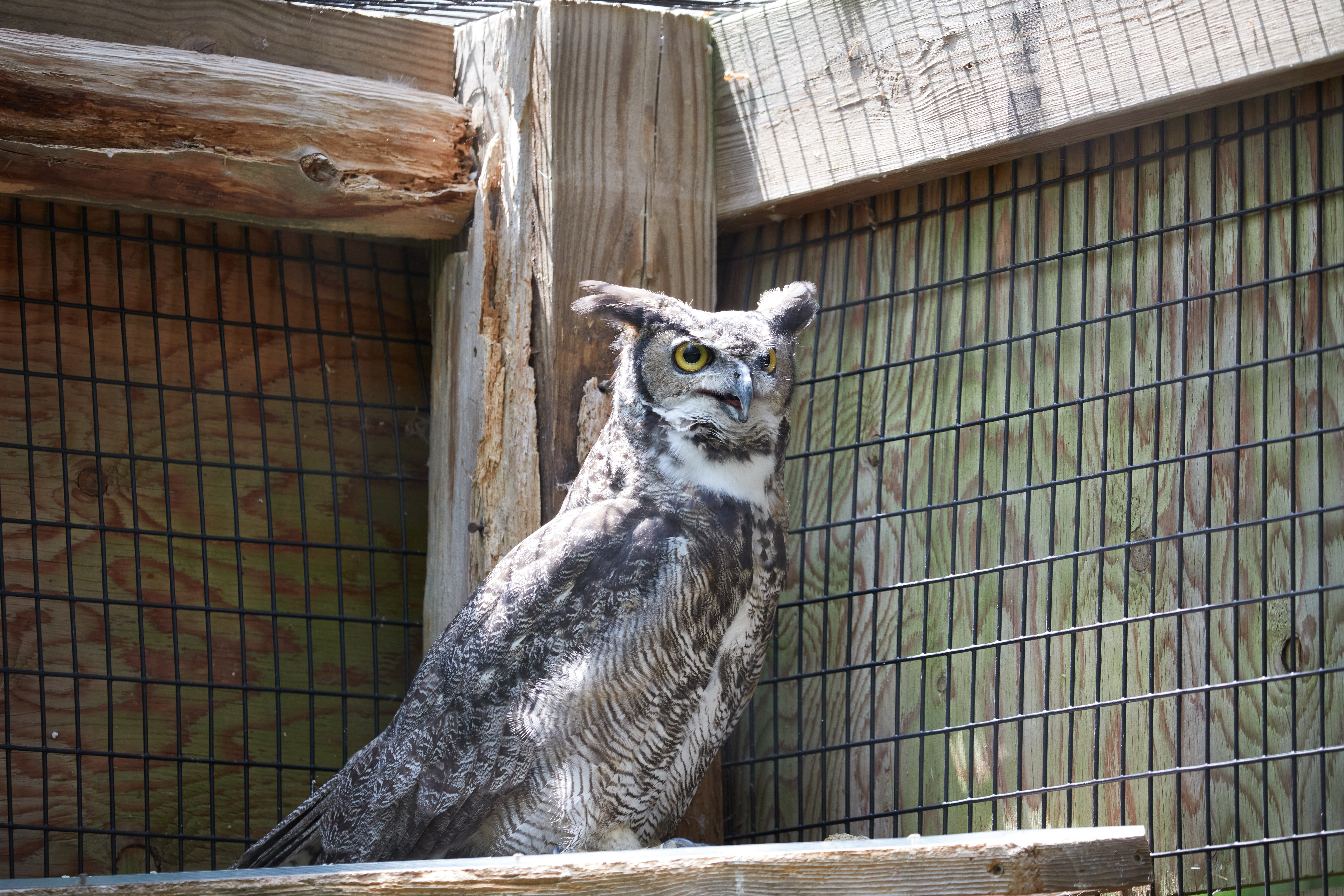 Owl on platform in enclosure. 