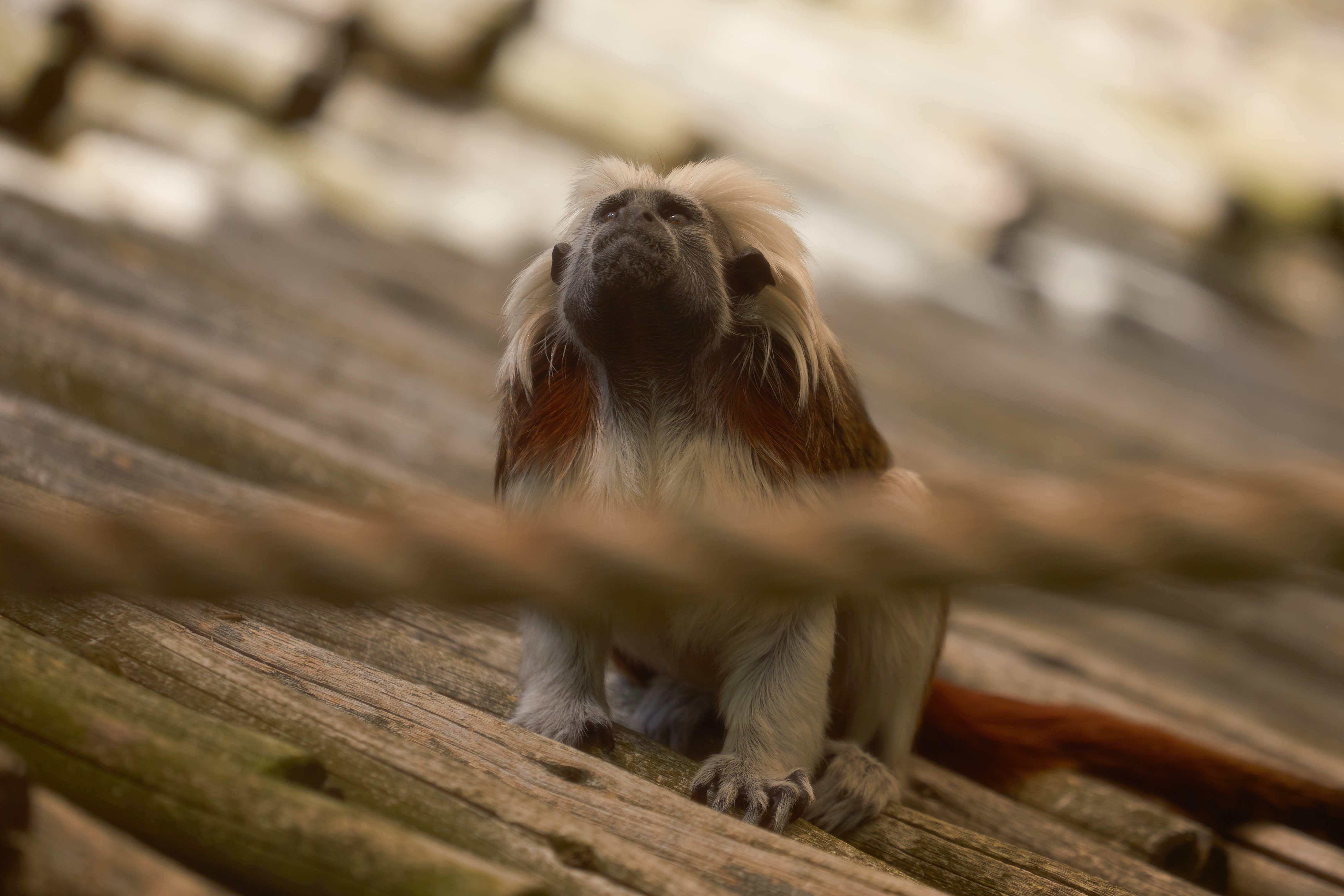 Cotton top tamarin on roof shingle in enclosure.