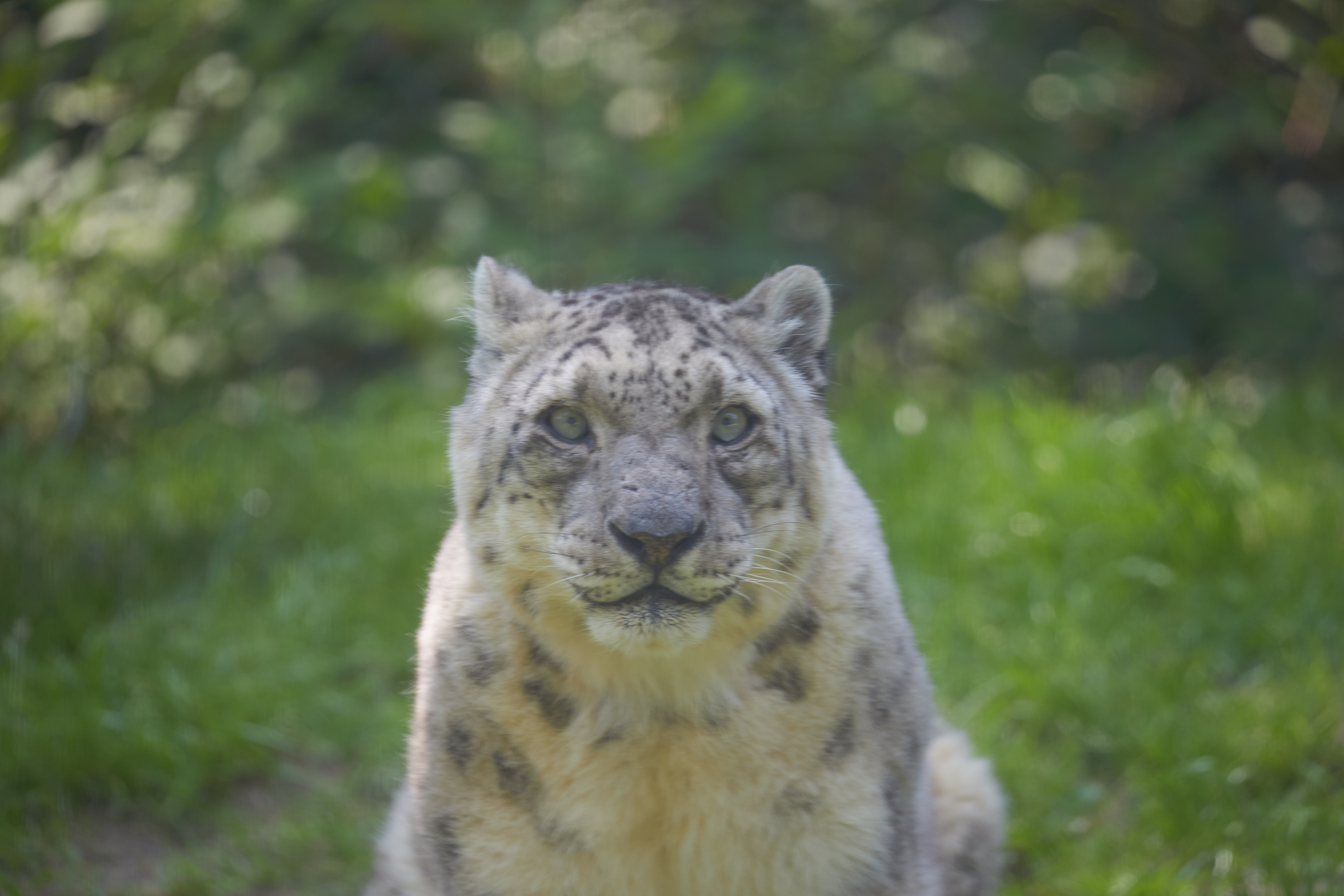 Snow leopard looking straight at camera. 