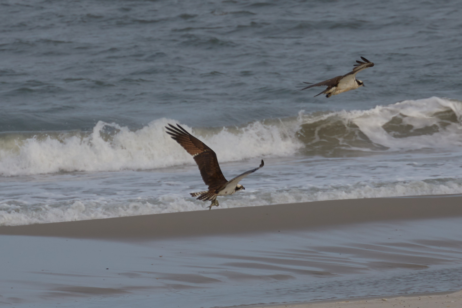 Two osprey flying near surf.