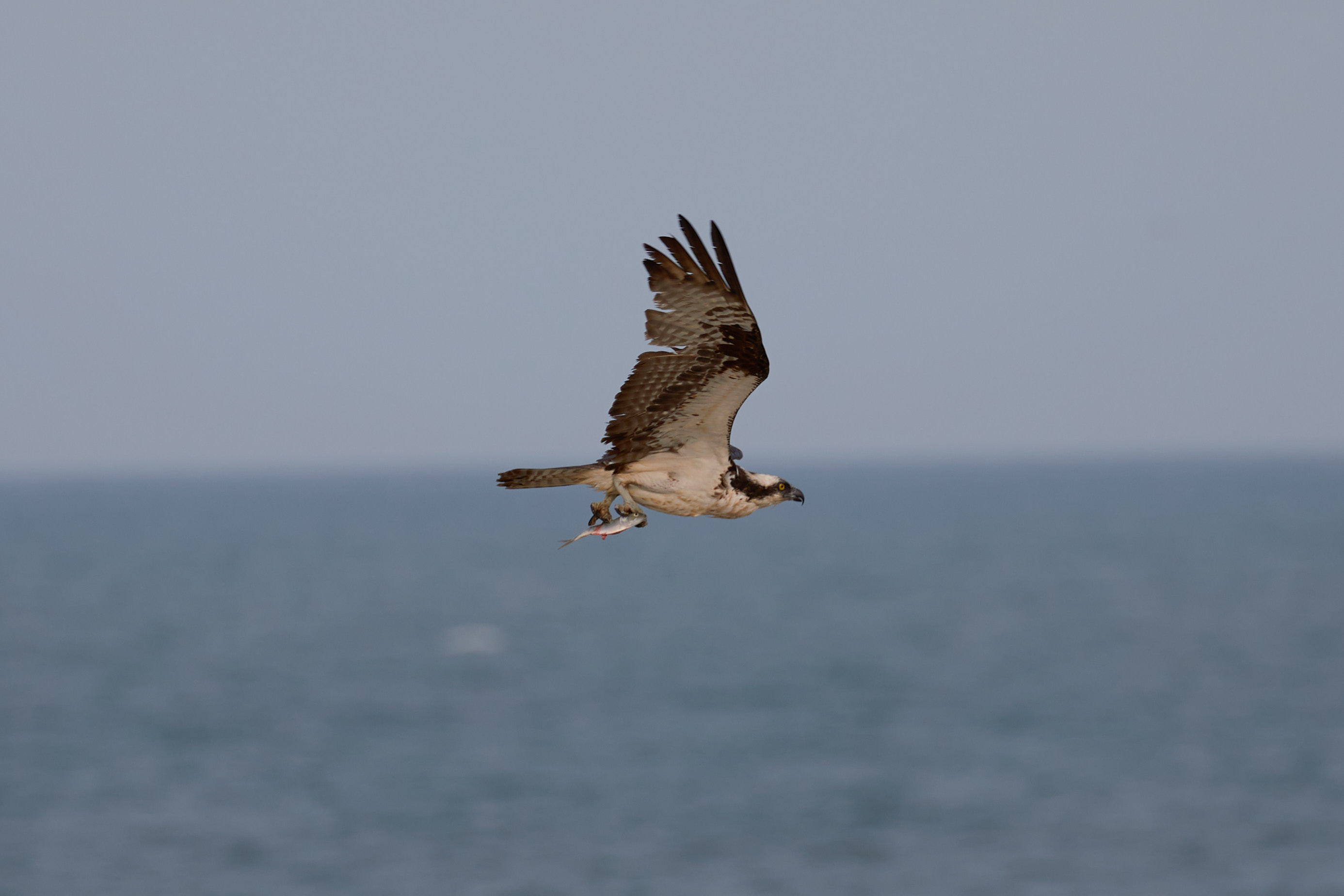Osprey in flight, carrying fish. 
