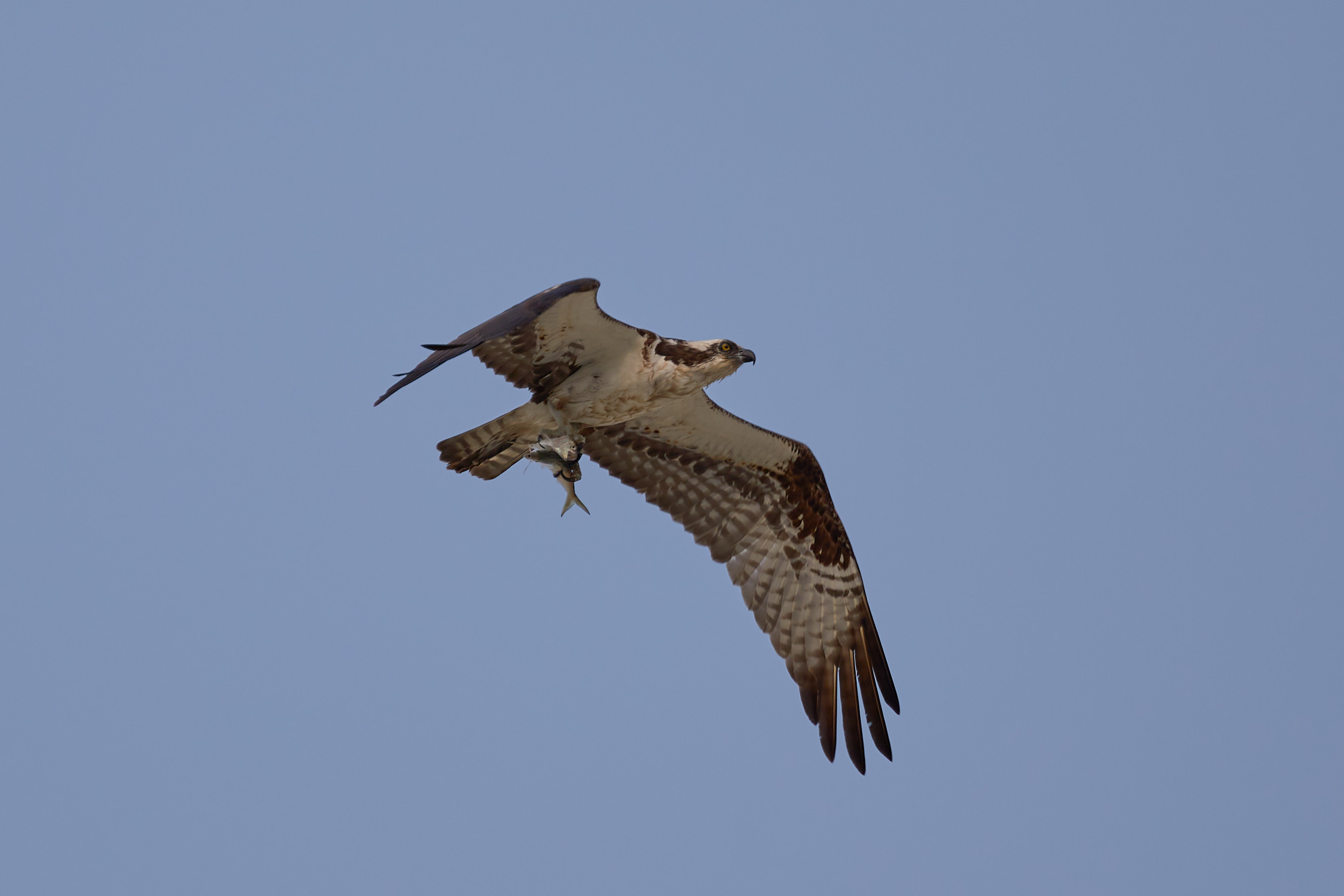 Osprey in flight against a blue sky, with fish in its talons. 