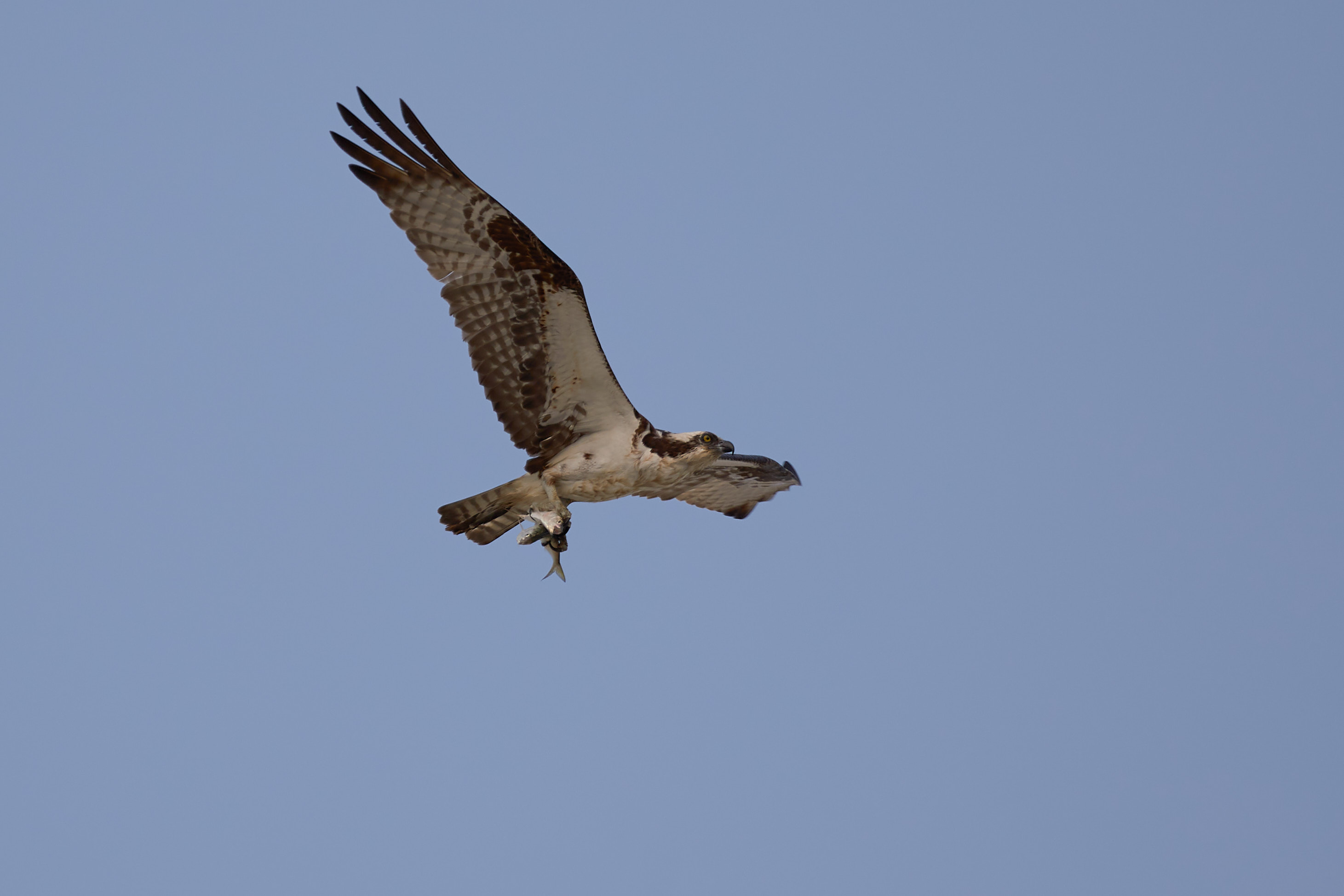 Osprey in flight with two fish in talons.
