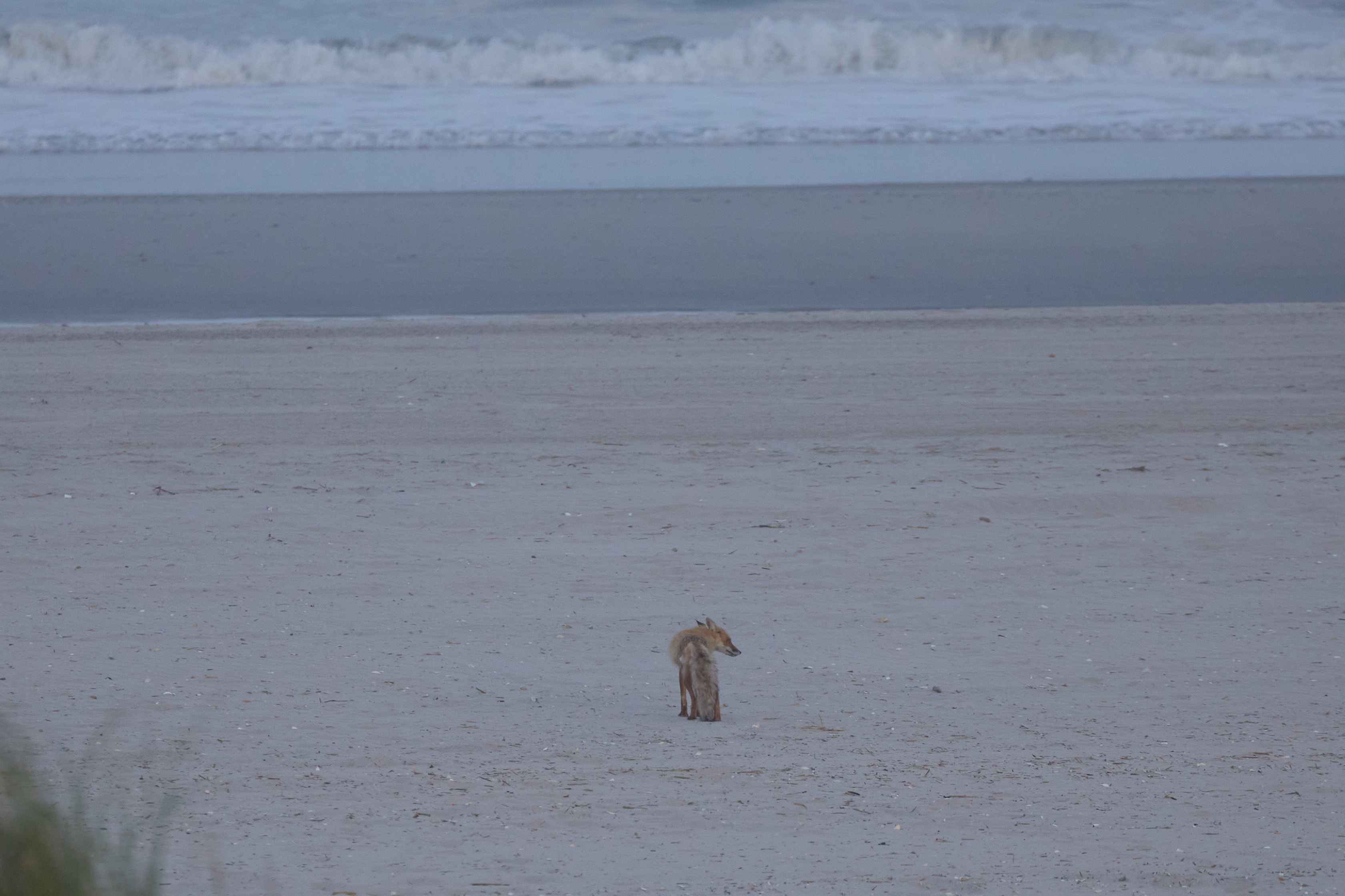 Fox on beach with surf in background