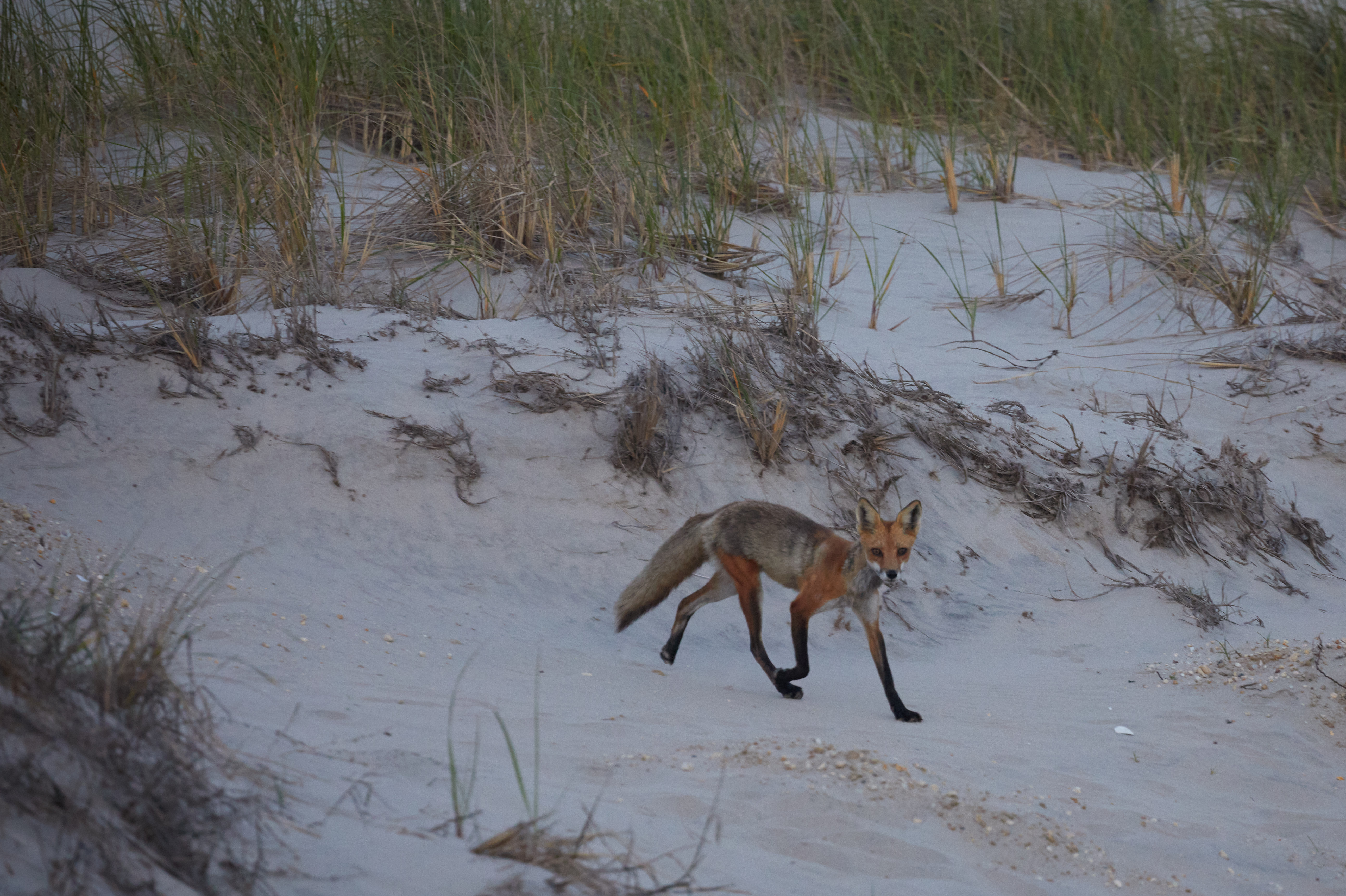Fox walking among dunes. 