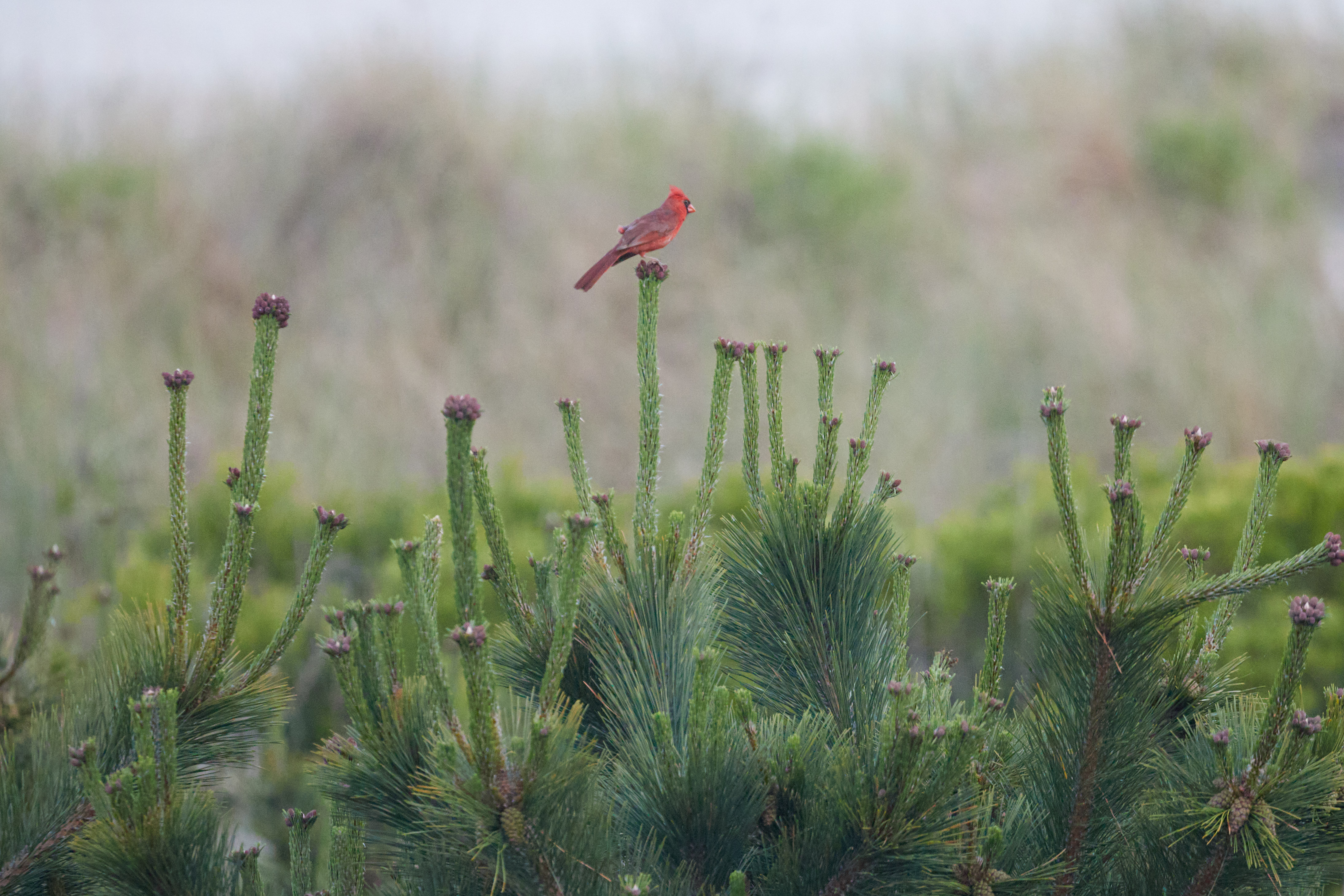 Robin in tree.