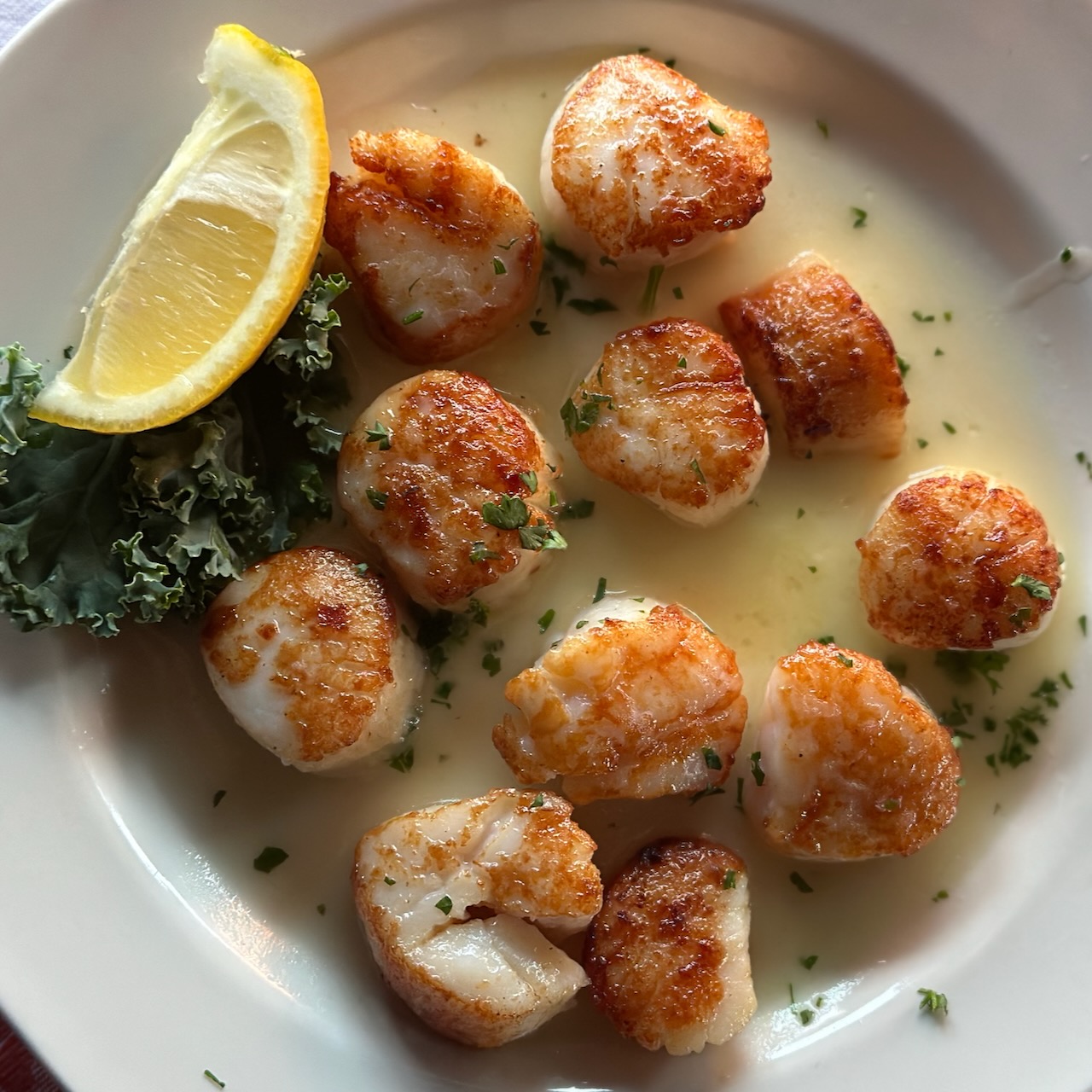 Seasoned and broiled scallops on white plate. 