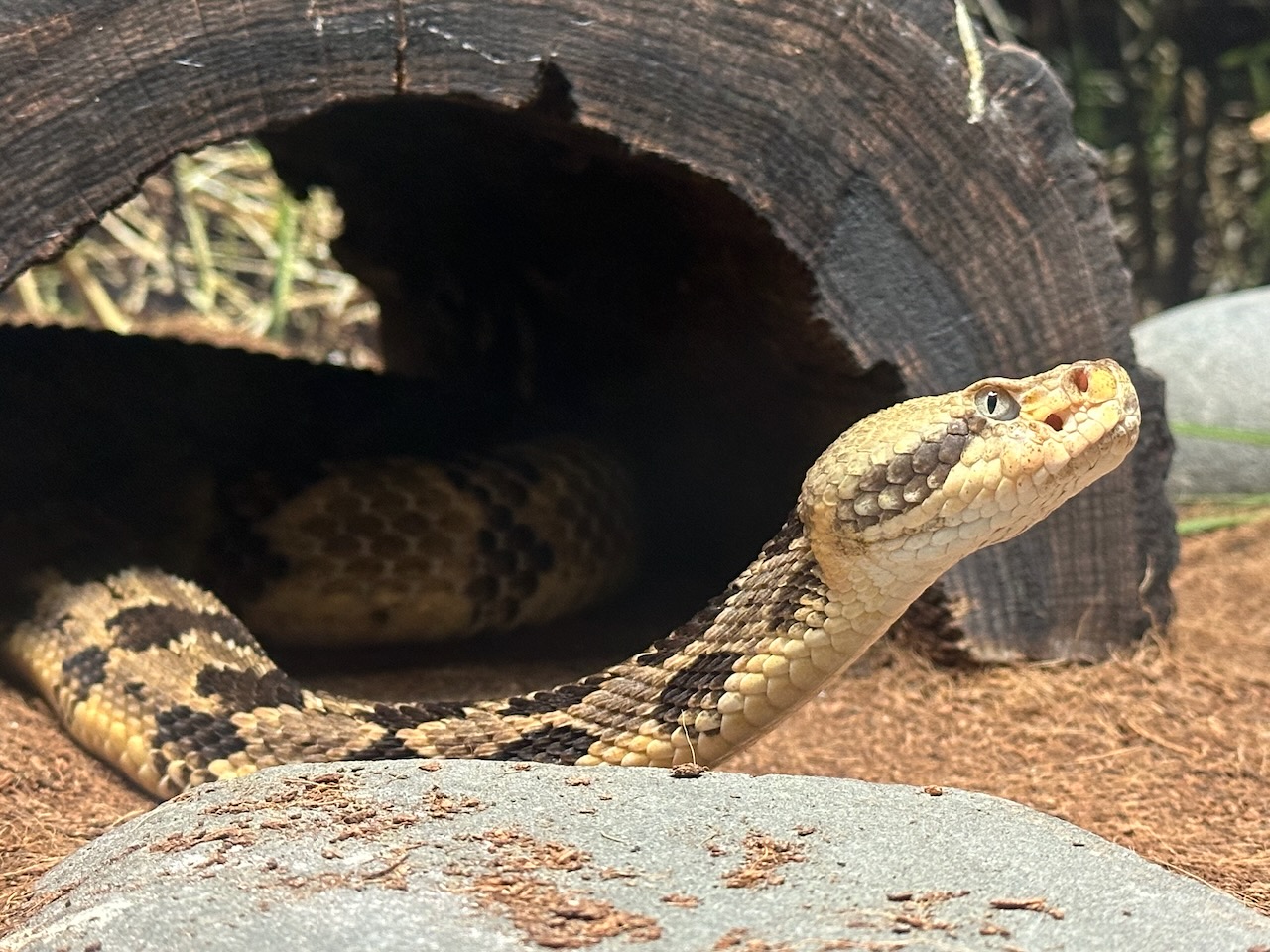Mottled Rock Rattlesnake