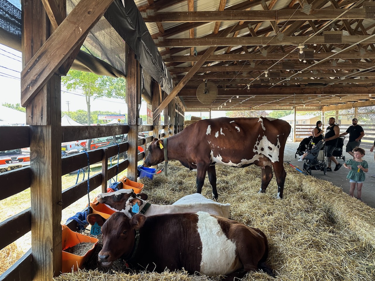 Cows standing and laying on hay in barn. 