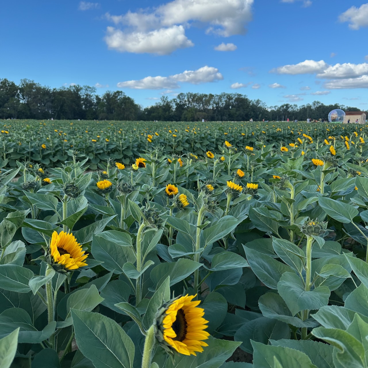 Field filled with rows of sunflowers