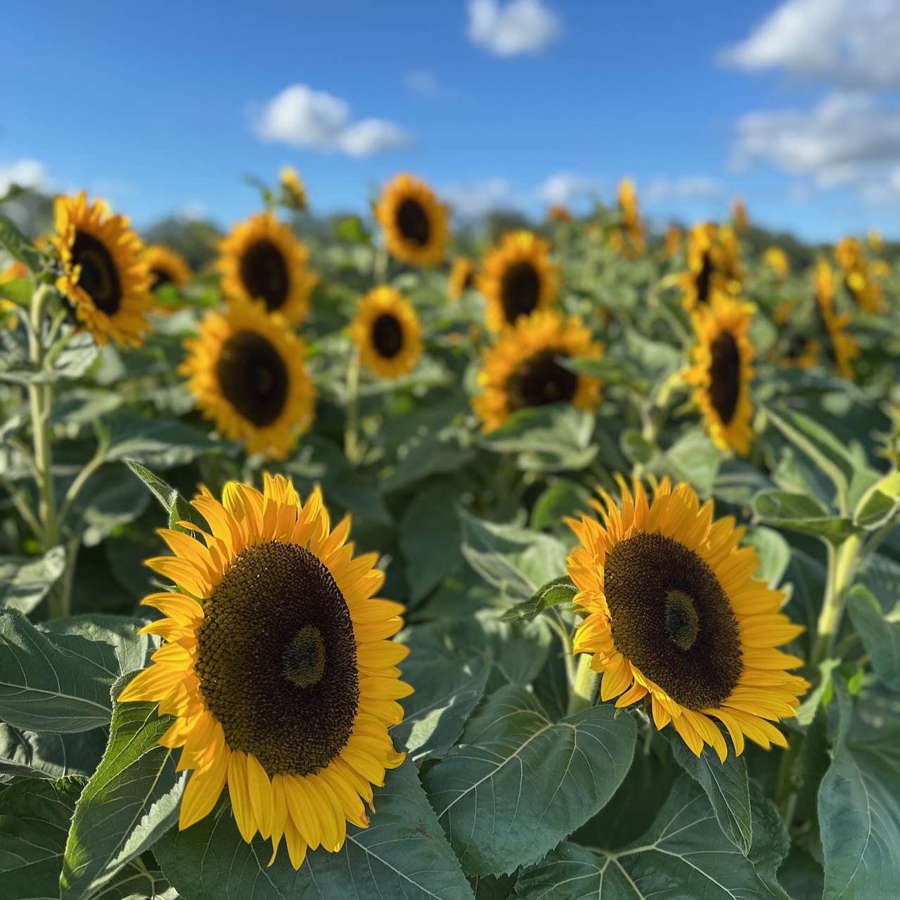 Sunflowers on display.