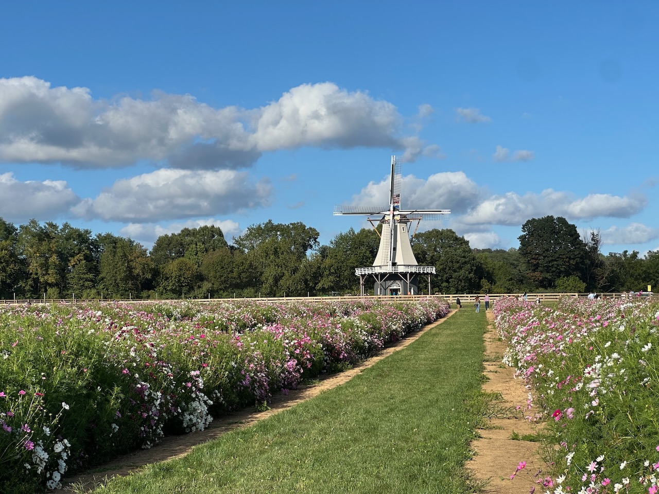 Windmill in background, with rows of flowers in foreground.