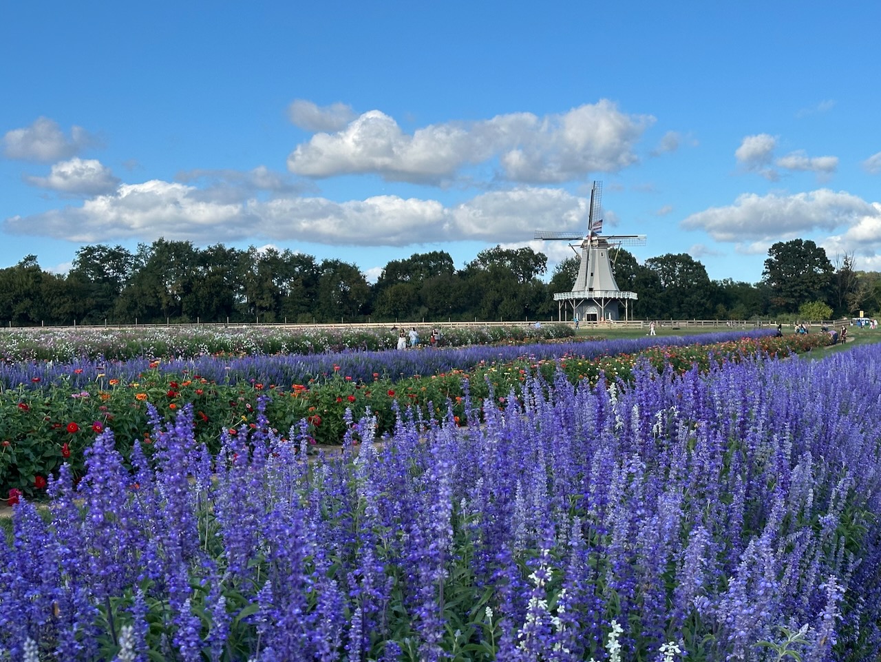 Windmill in backgrounds with rows of flowering plants in foreground. 