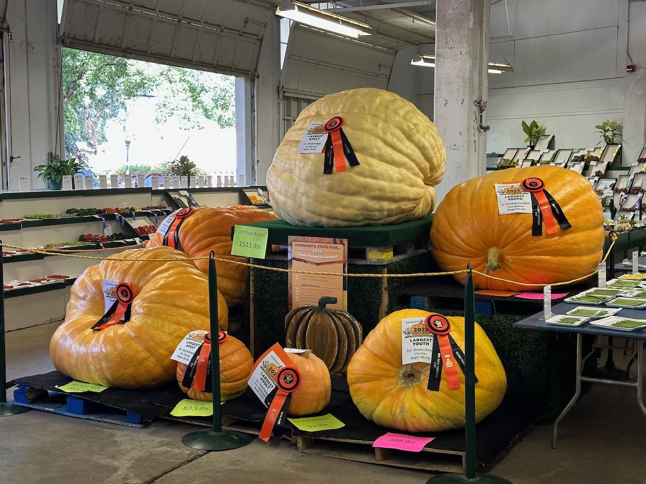 Giant pumpkins on display. 