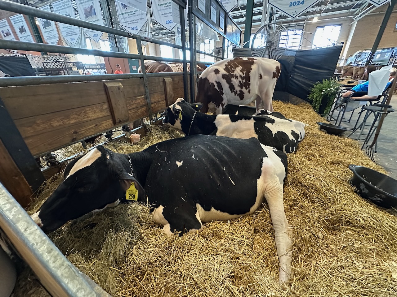 Cows in stalls at Minnesota State Fair.