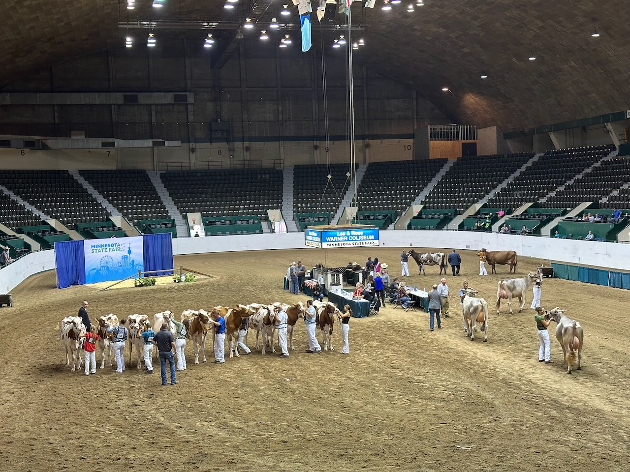 Cattle judging competition on arena floor.