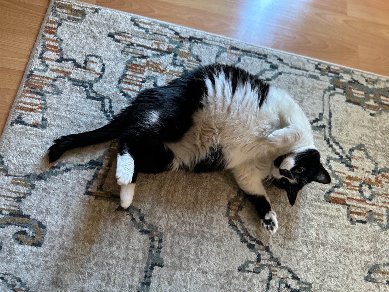 Black and white tuxedo cat laying on back on carpet. It is looking at camera.