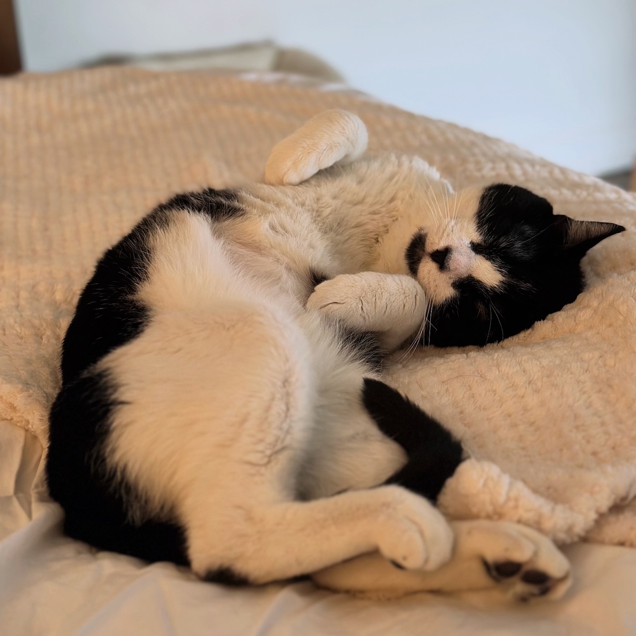 Black and white cat on bed, laying on its back.
