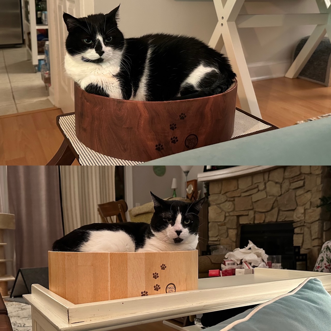 Split-pane image. Top: tuxedo cat in mahogany-colored bowl, bottom, tuxedo cat in bamboo-colored bowl. 