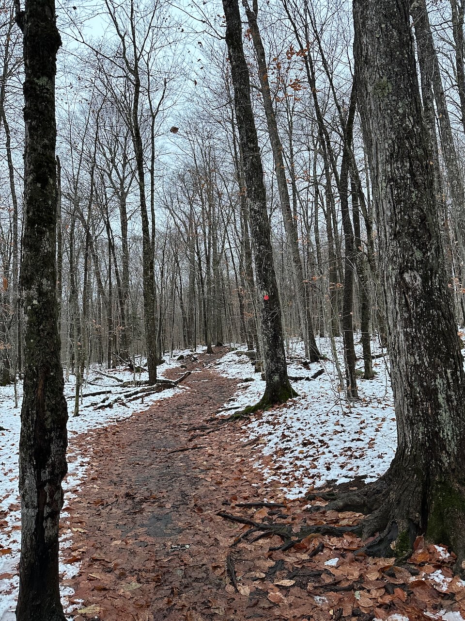 Trail through woods. Snow lines the trail, while the path is covered in mud and fallen leaves.