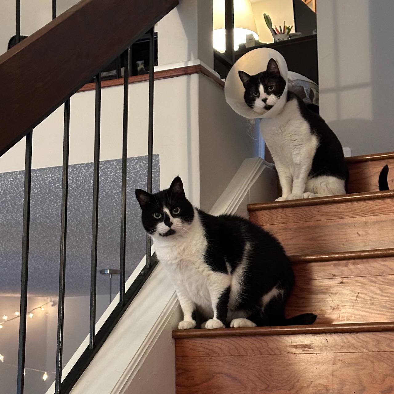 Two black and white cats on wooden staircase, both looking into camera. 