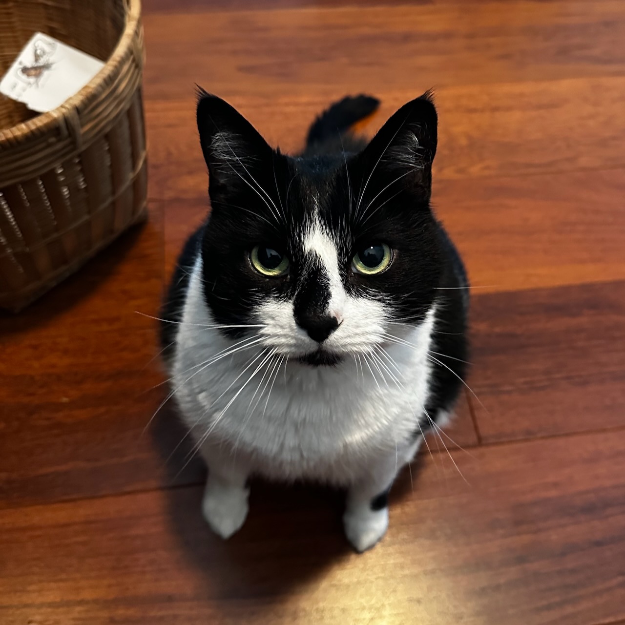 Black and white tuxedo cat looking up at camera from floor.