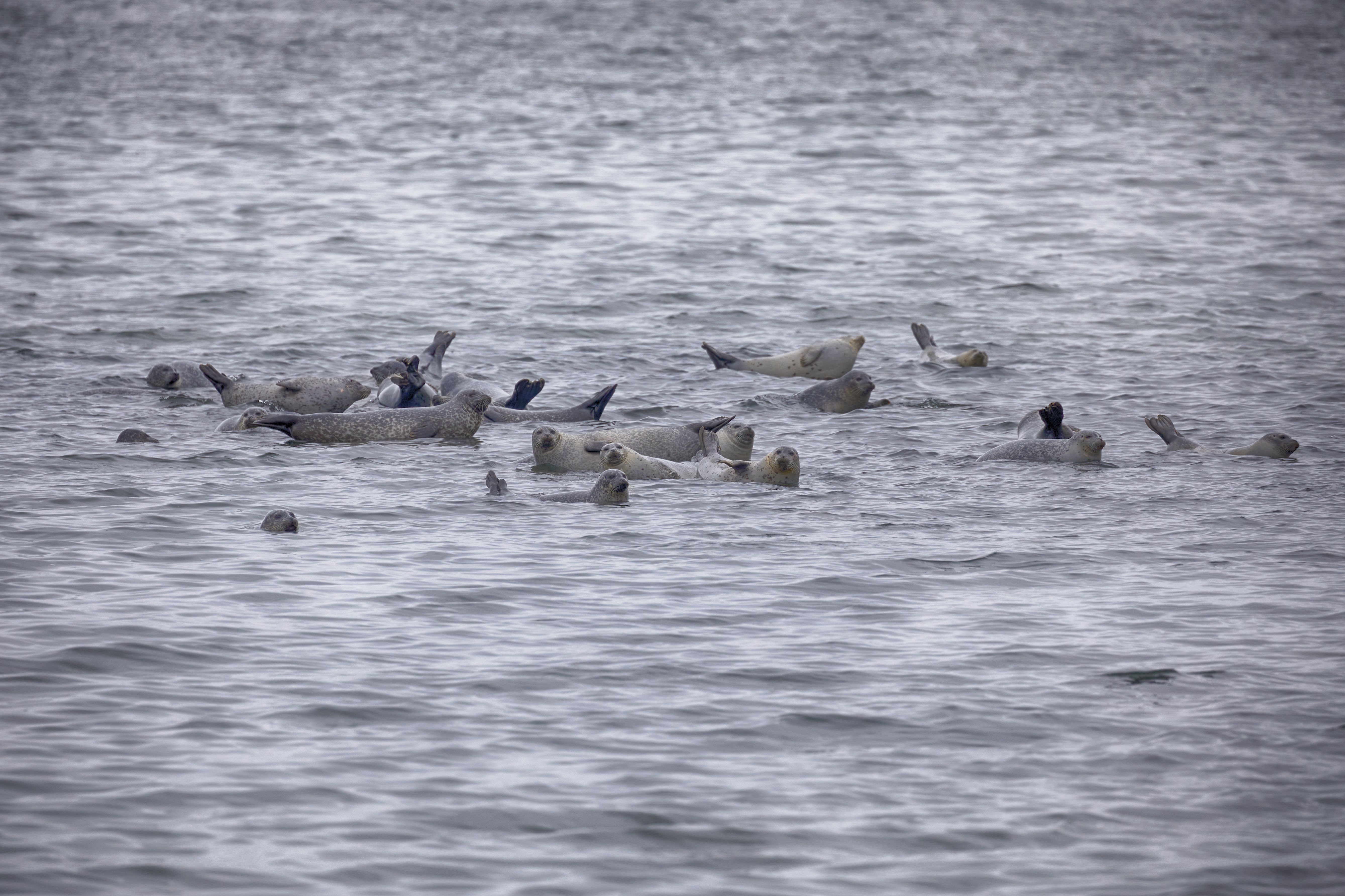 Harbor seals hauling out onto rocks in Sandy Hook Bay.