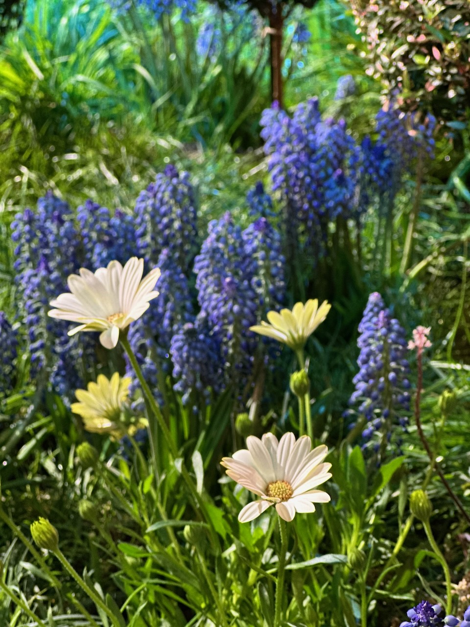 Array of flowers and plants on display.