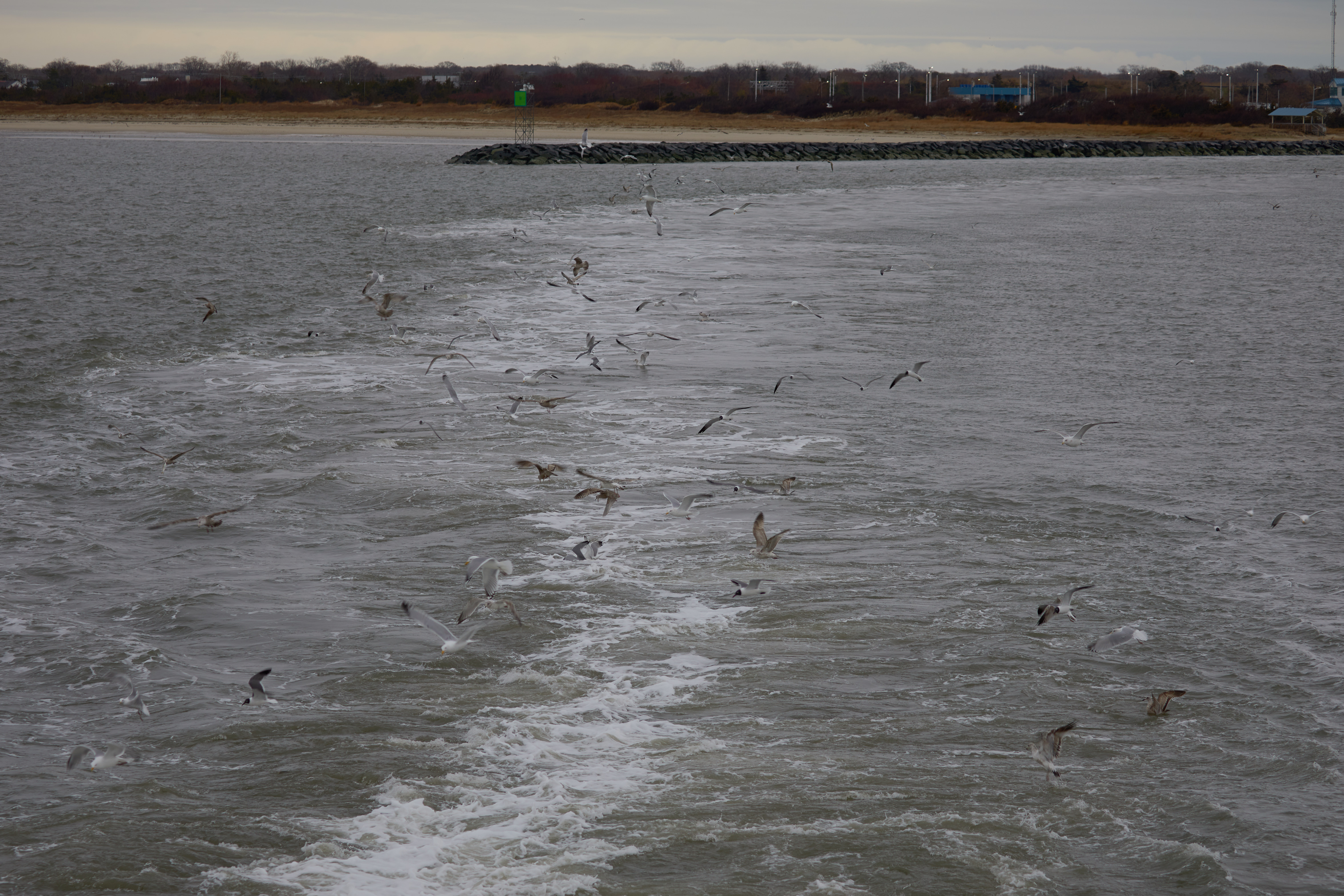 Flock of seagulls following in wake of ferry.