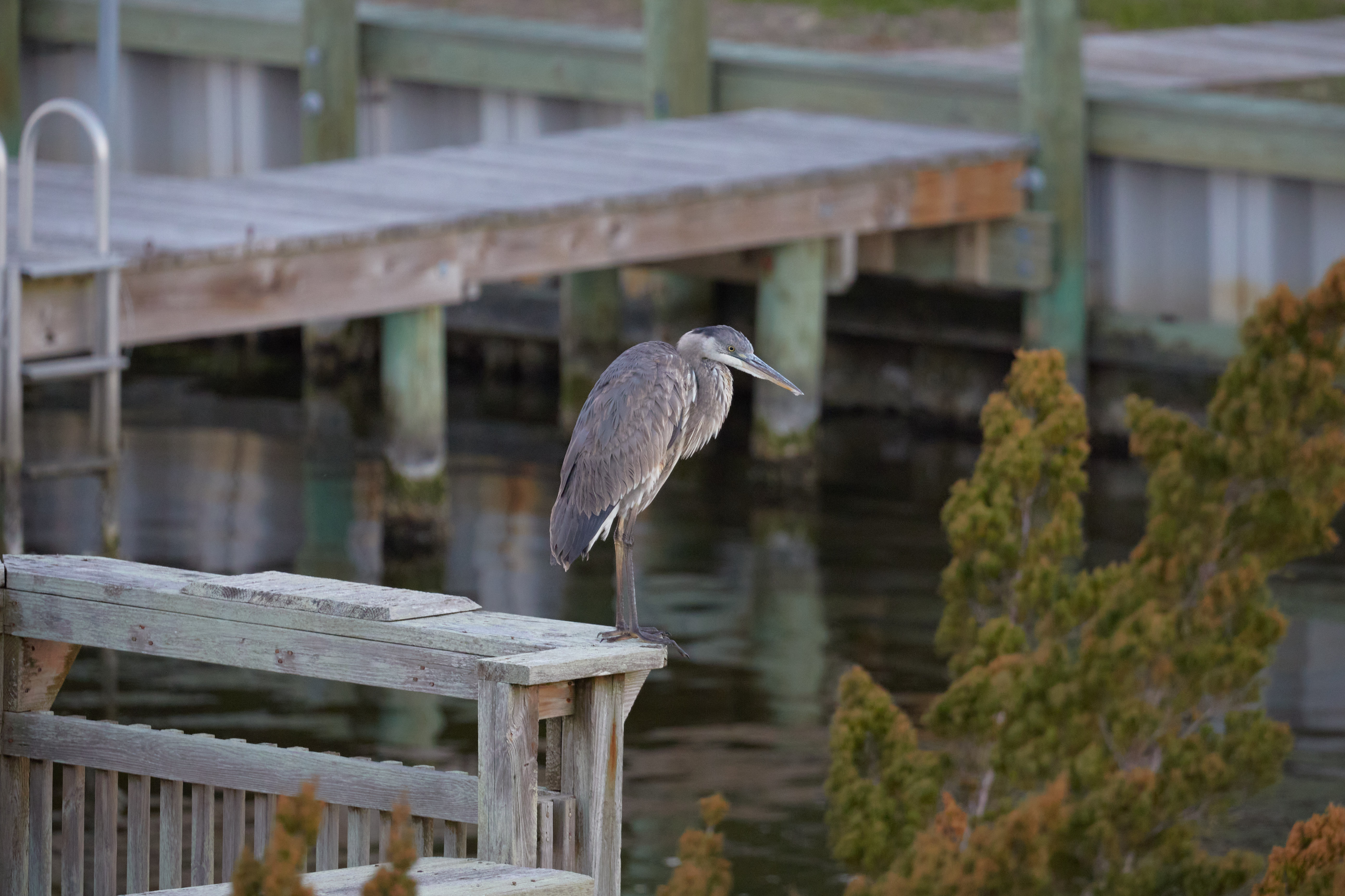 Great Blue Heron on dock.