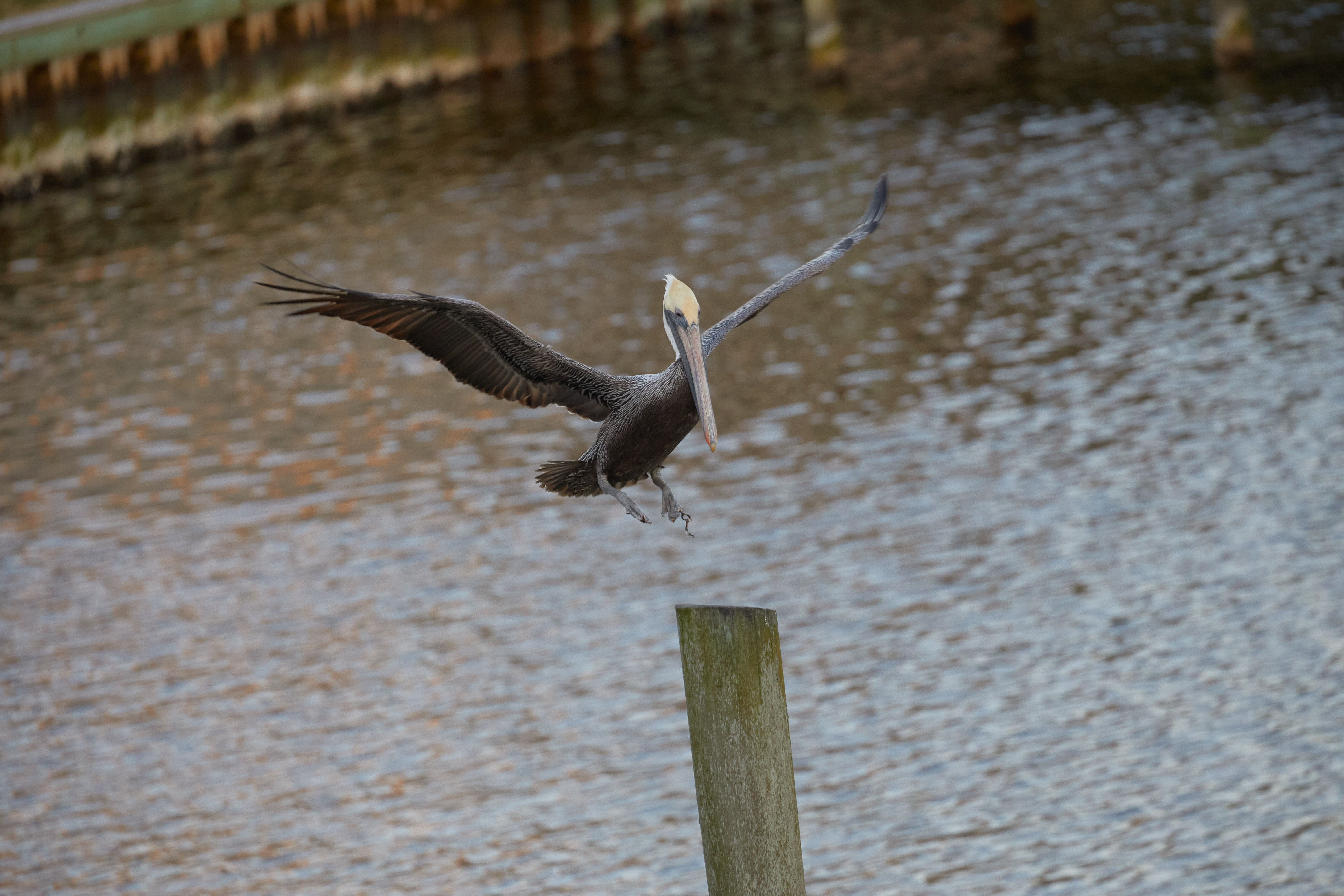 Pelican landing on dock piling.