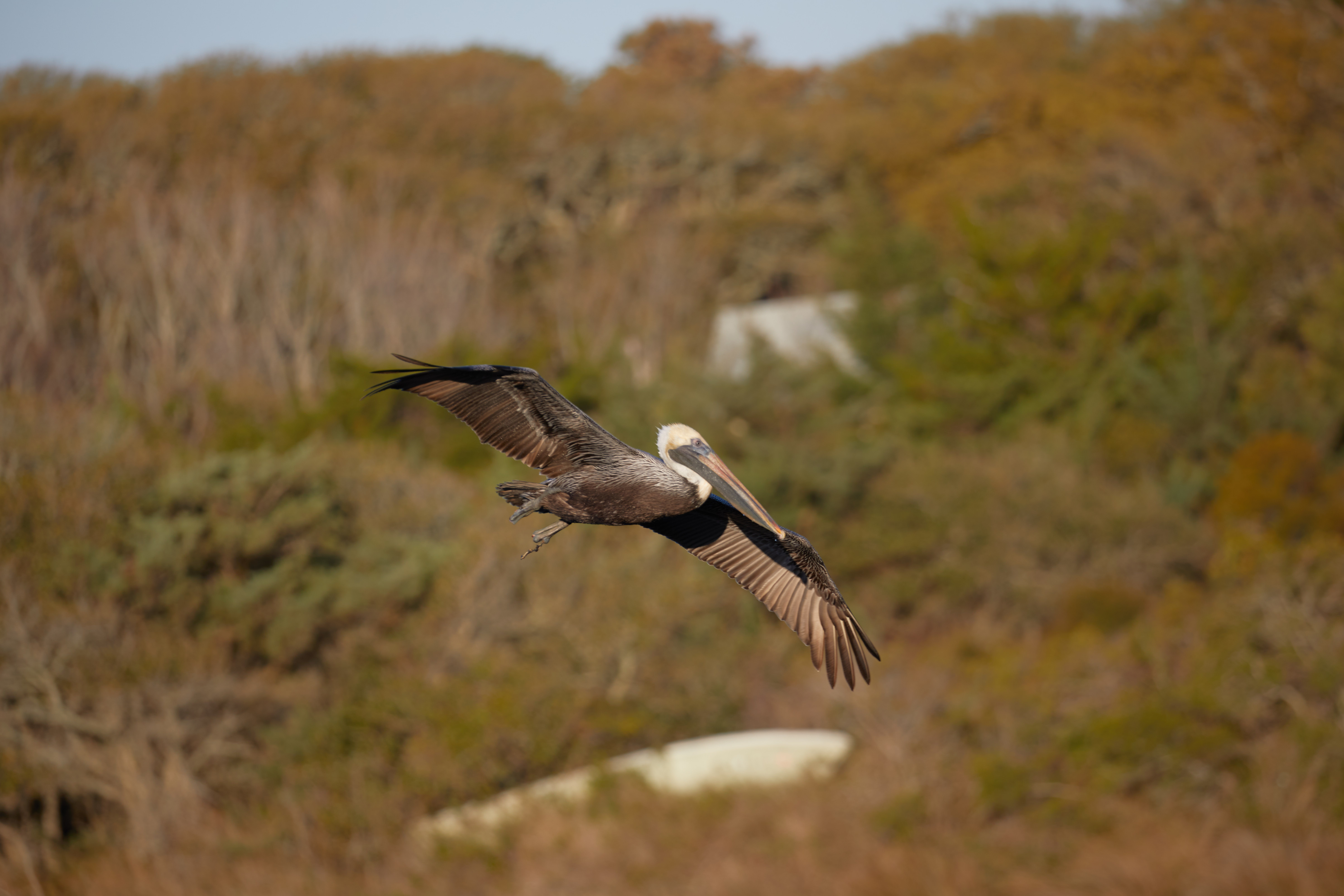 Brown pelican in flight.