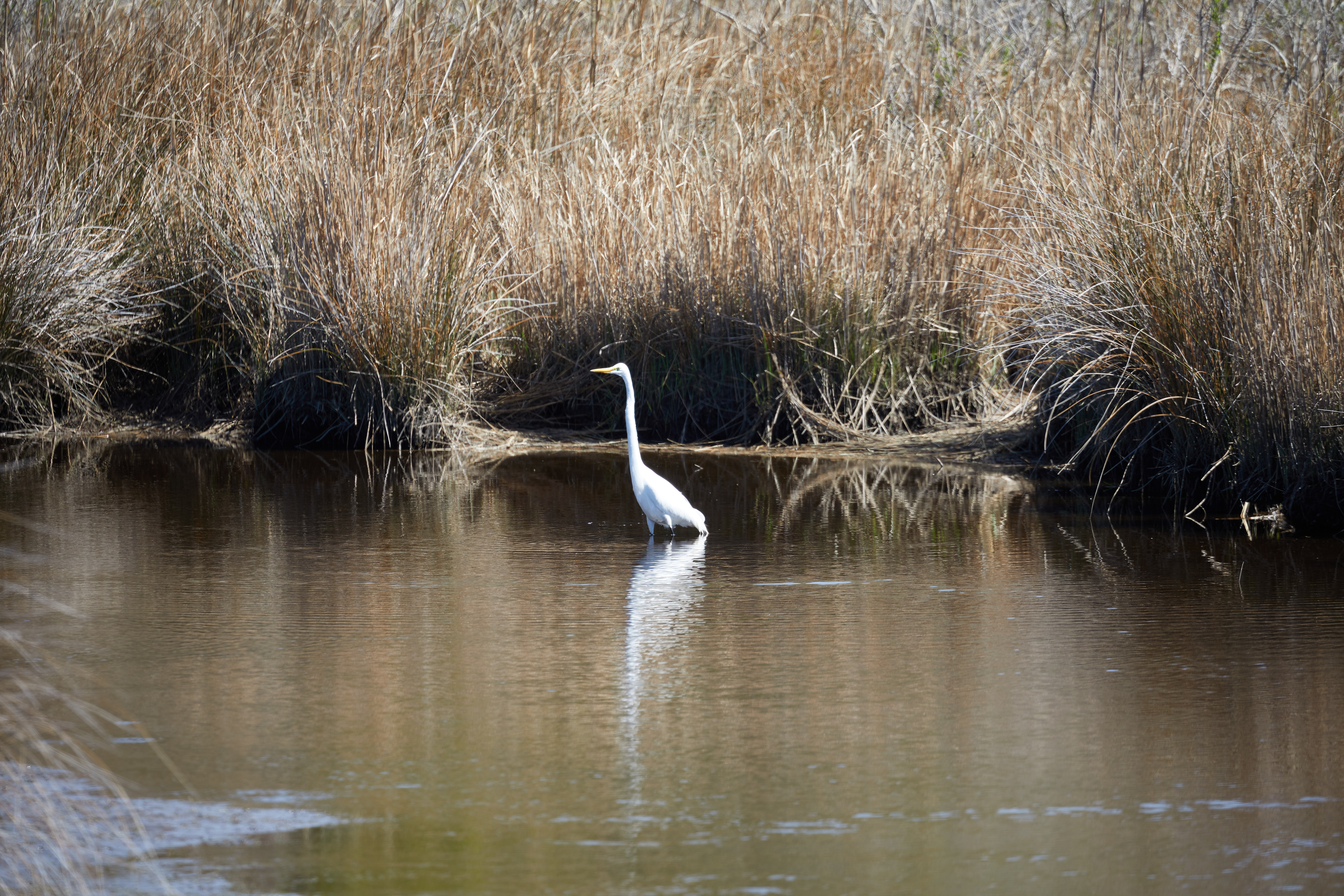 Egret wading in low water.