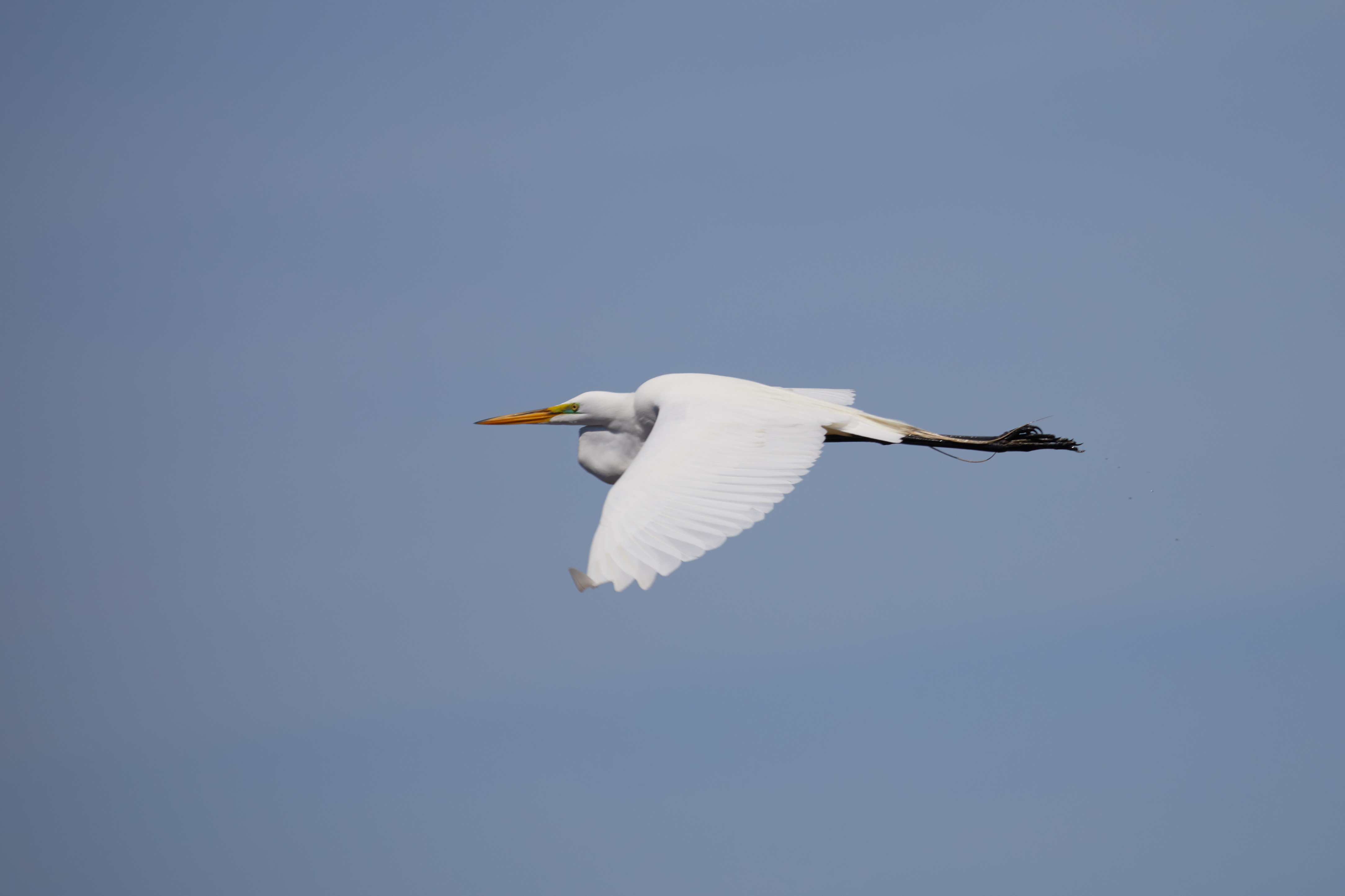 Egret in flight.