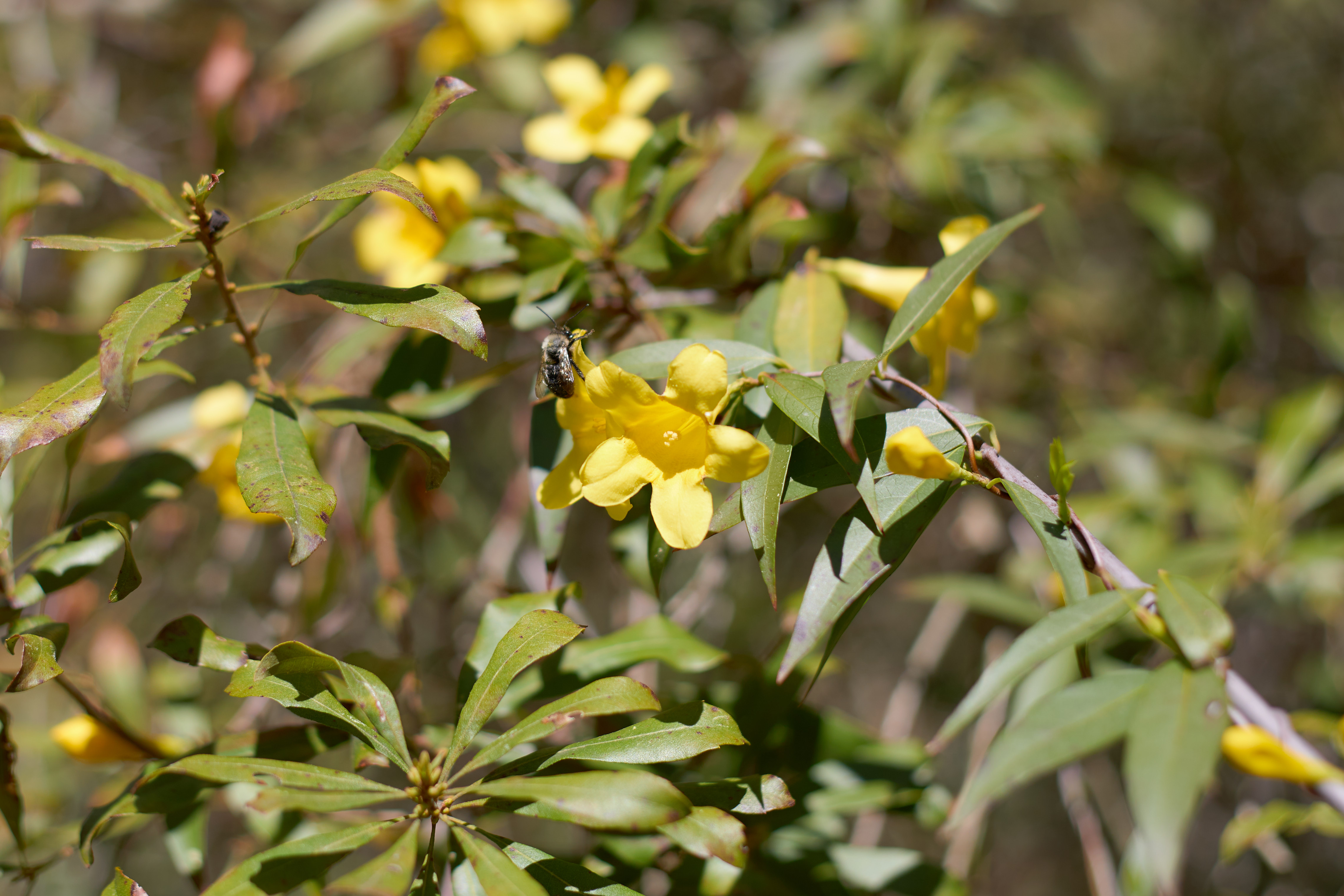 Flowers in bloom on bush.