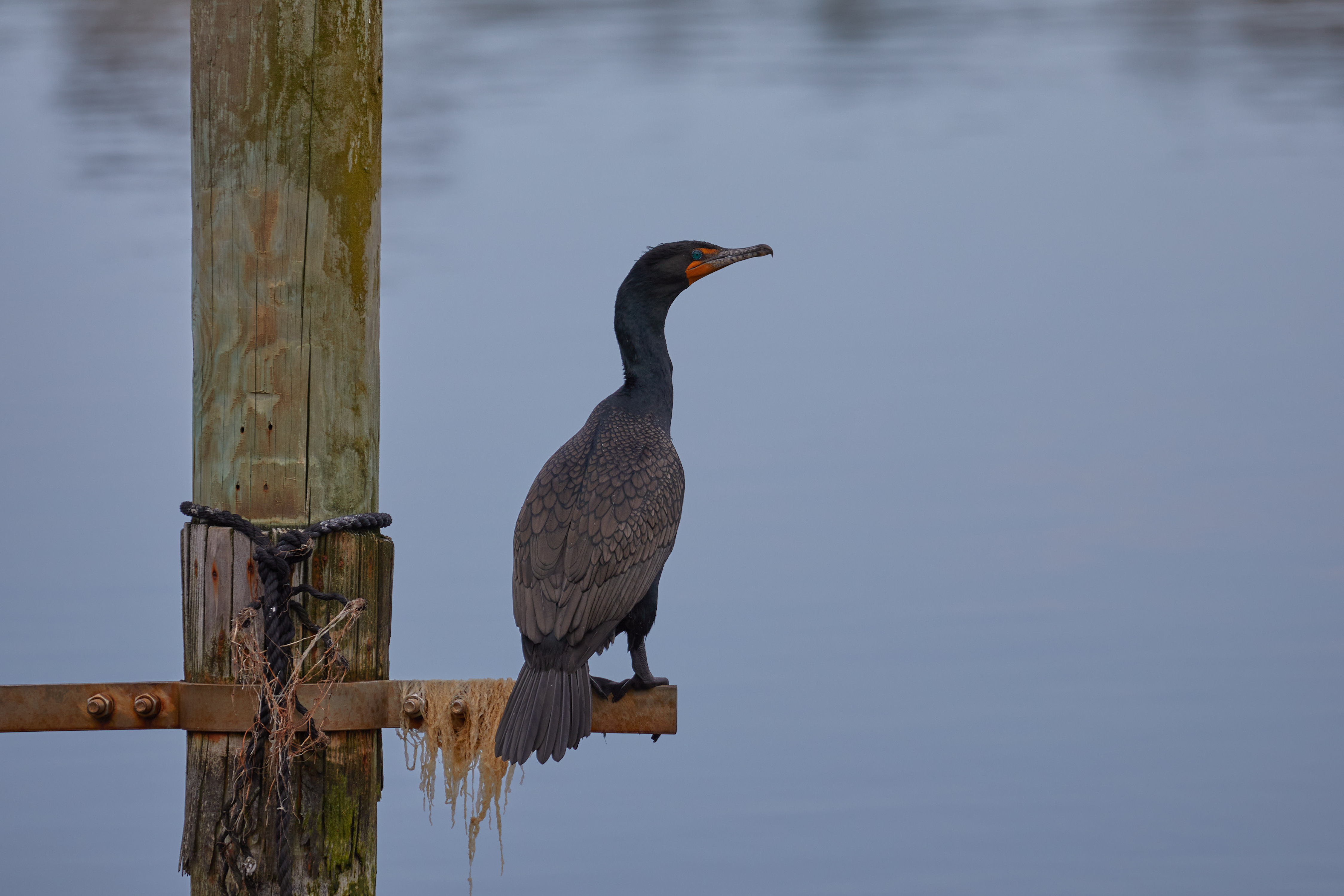 Cormorant on piling of dock.