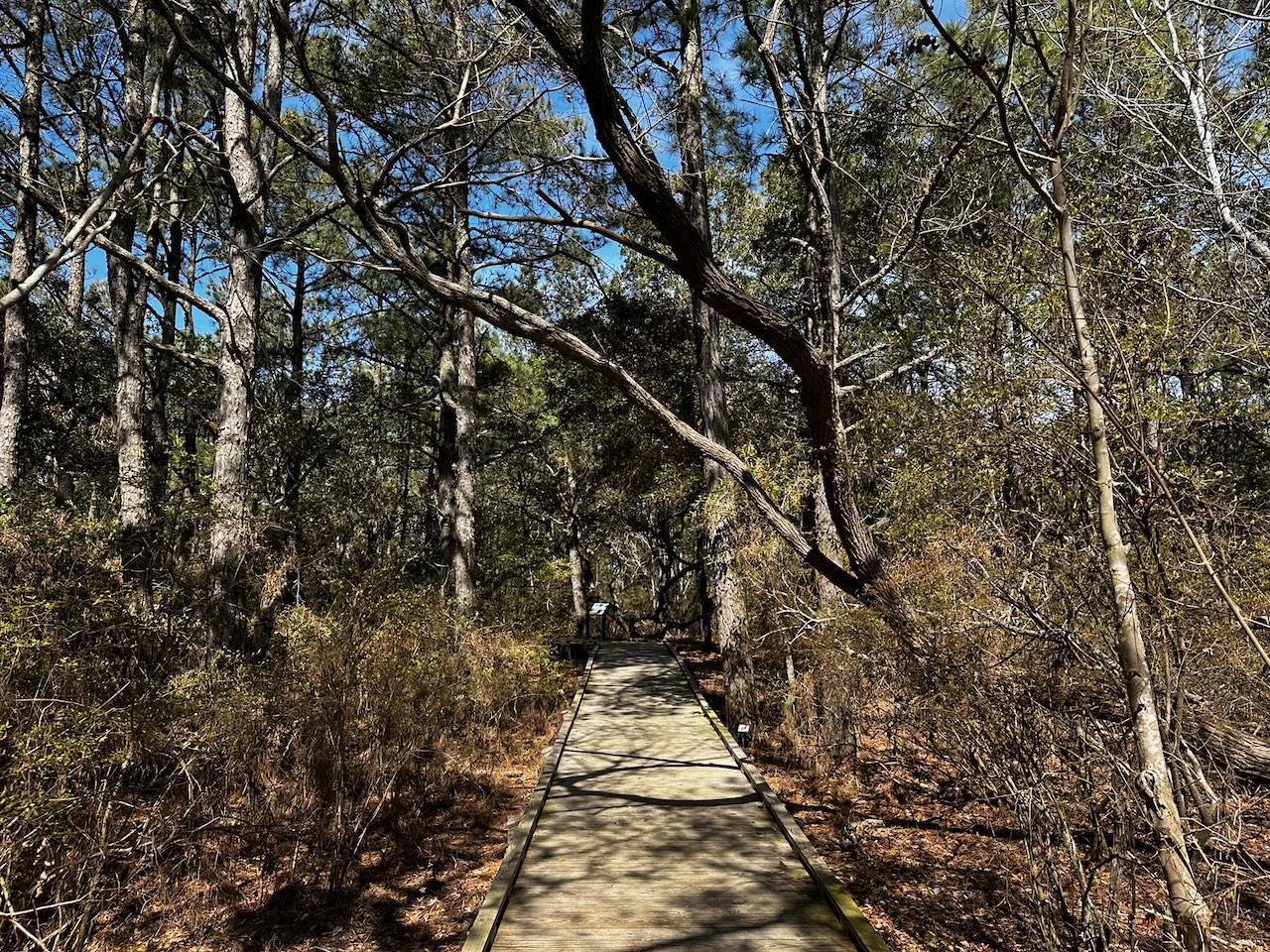 Wooden boardwalk through forest.