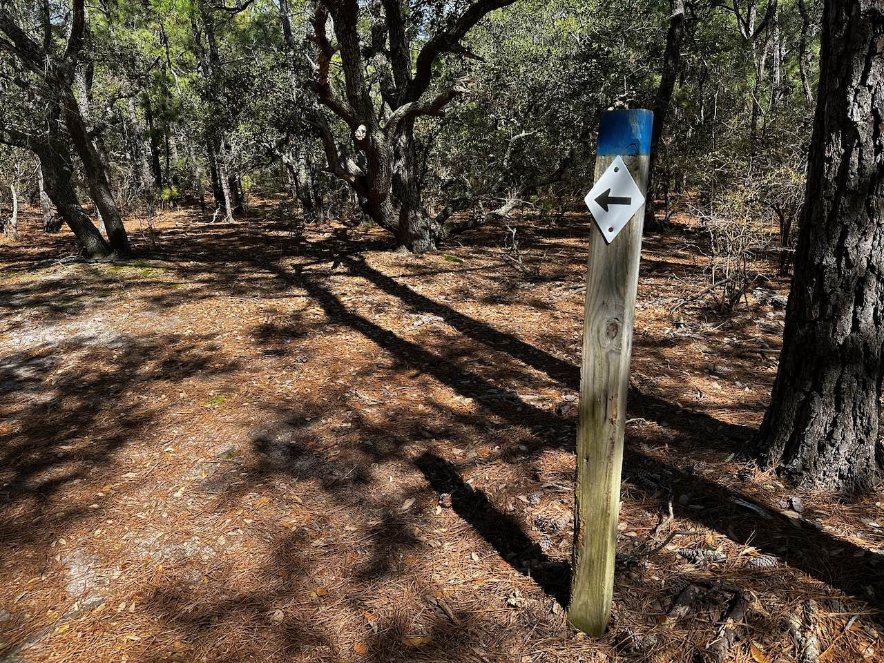 Trail marker in woods.