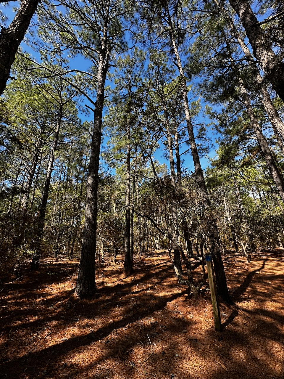 Path through woods with tall trees visible on both sides of path.
